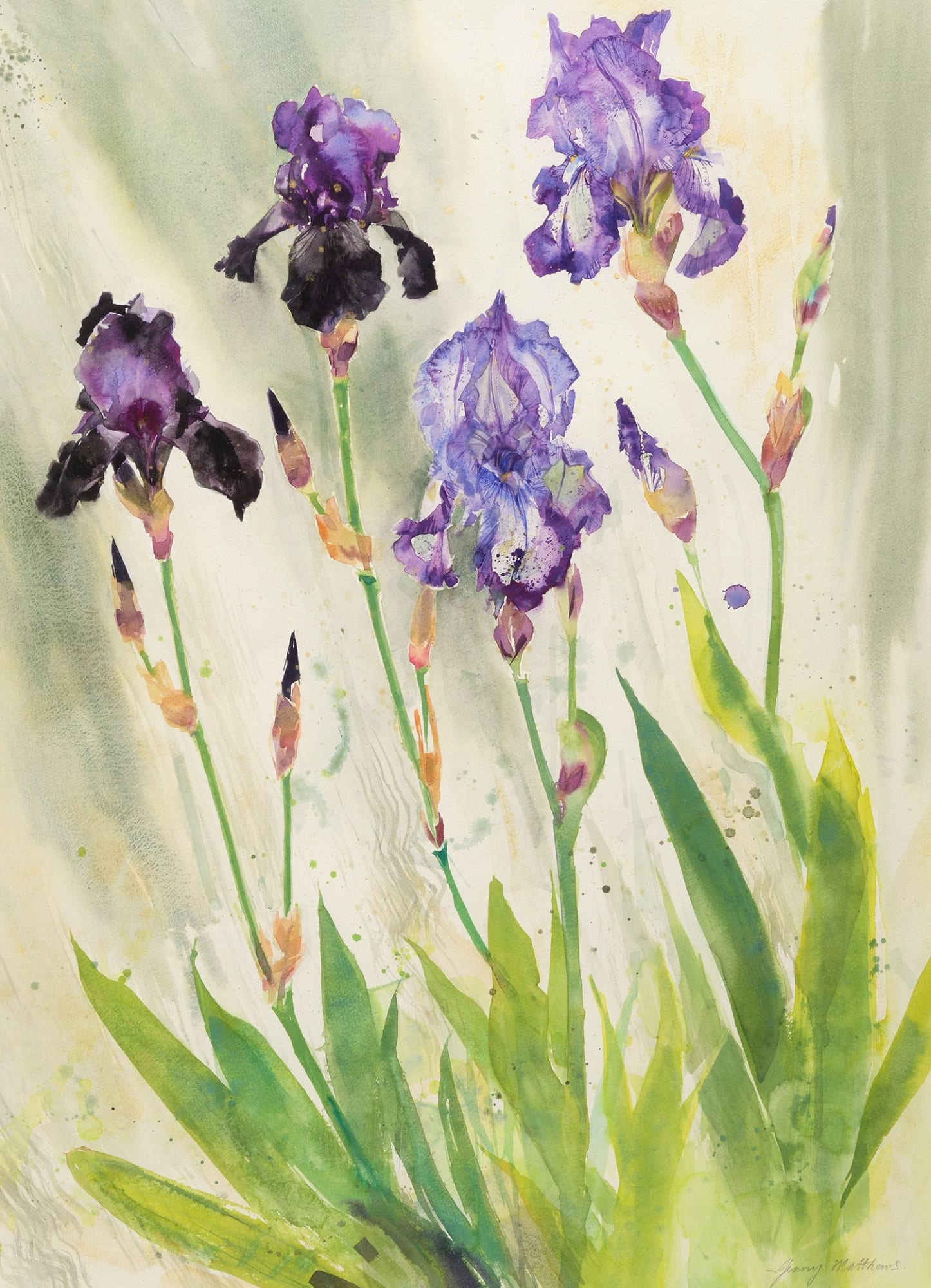 Jenny Matthews RSW, Irises Beneath the Cherry Tree