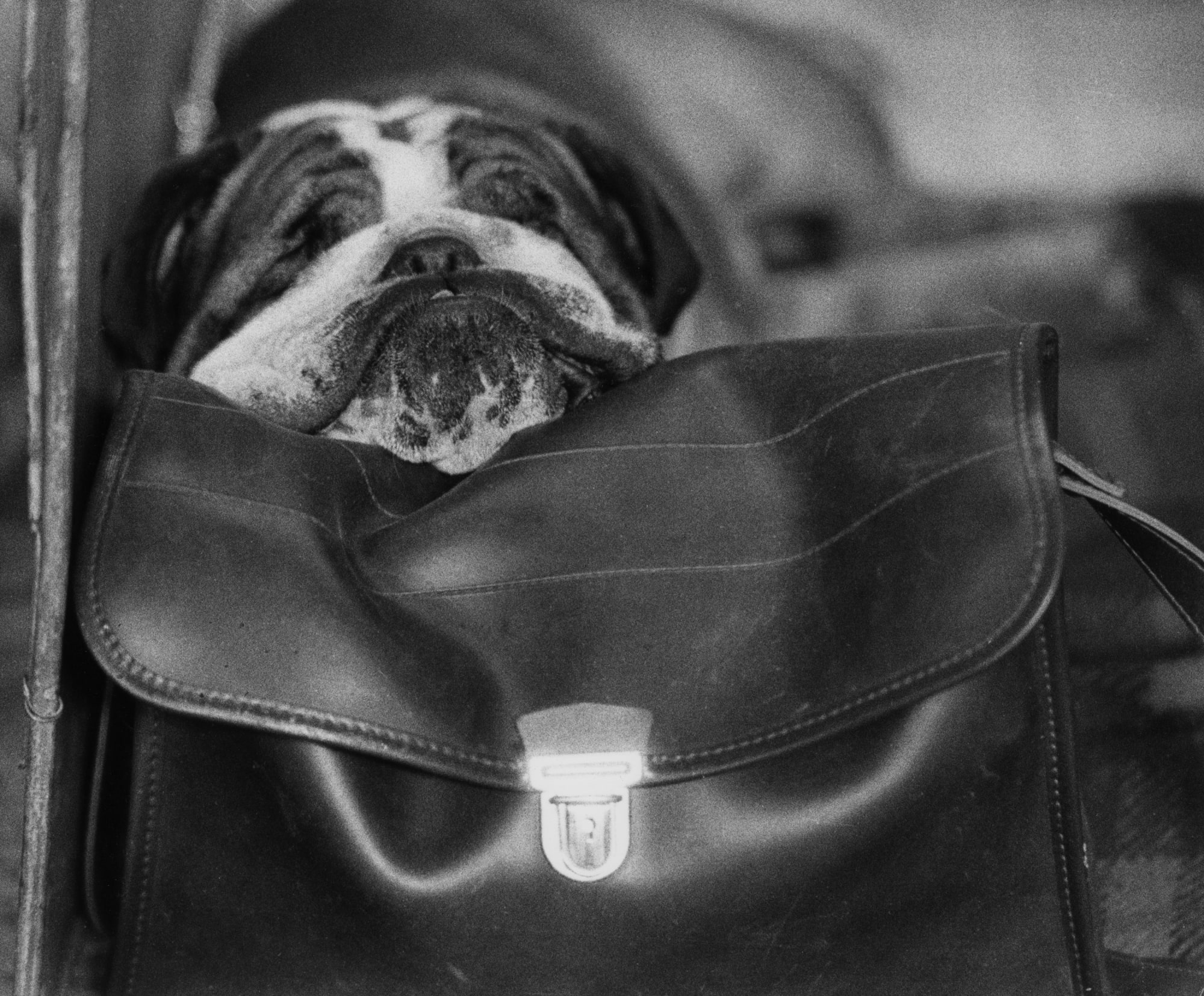Shirley Baker, Bulldog, Manchester Dog Show, 1973