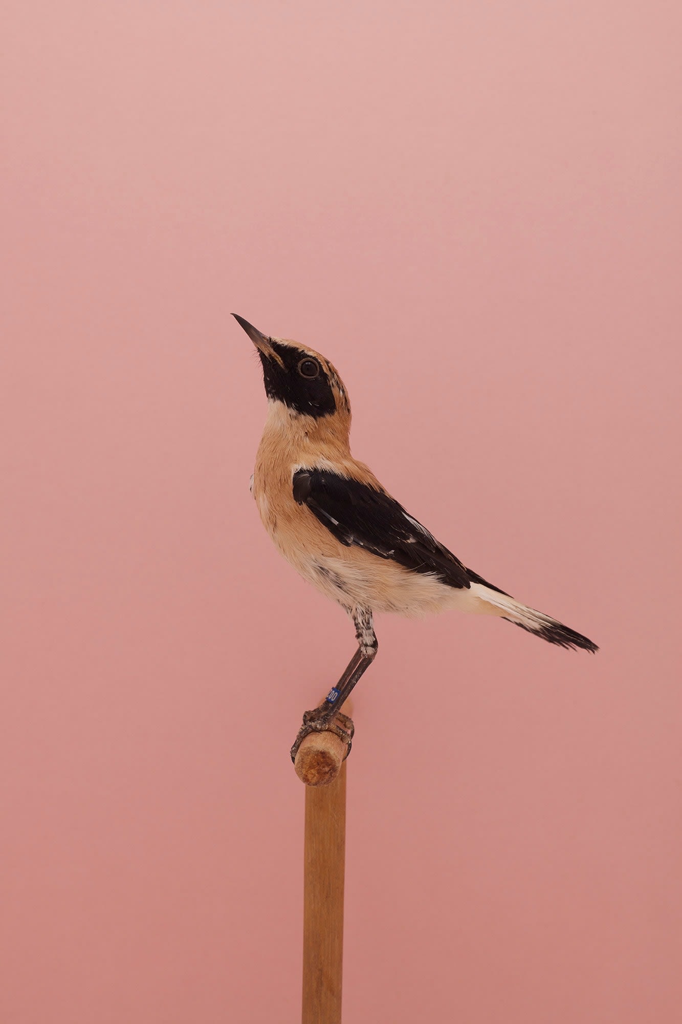 Luke Stephenson Black eared Wheatear 1 2018 Print Sales Gallery luke-stephenson-black-eared-wheatear-1-2018-print-sales-gallery