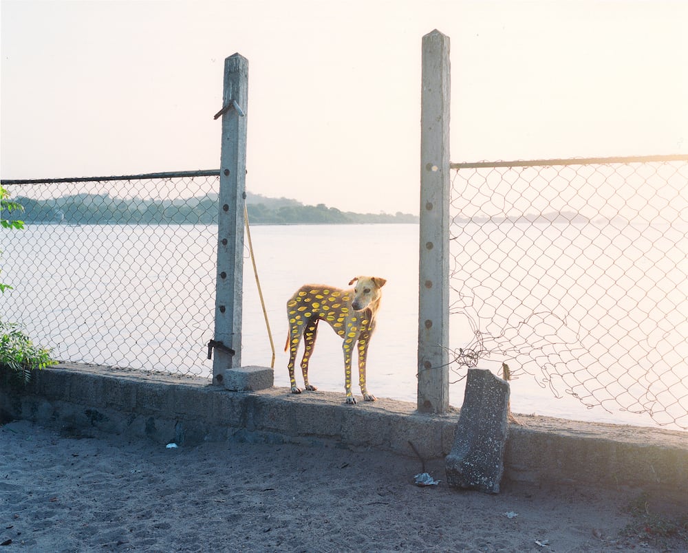 Vasantha Yogananthan, Golden Dog, 2018