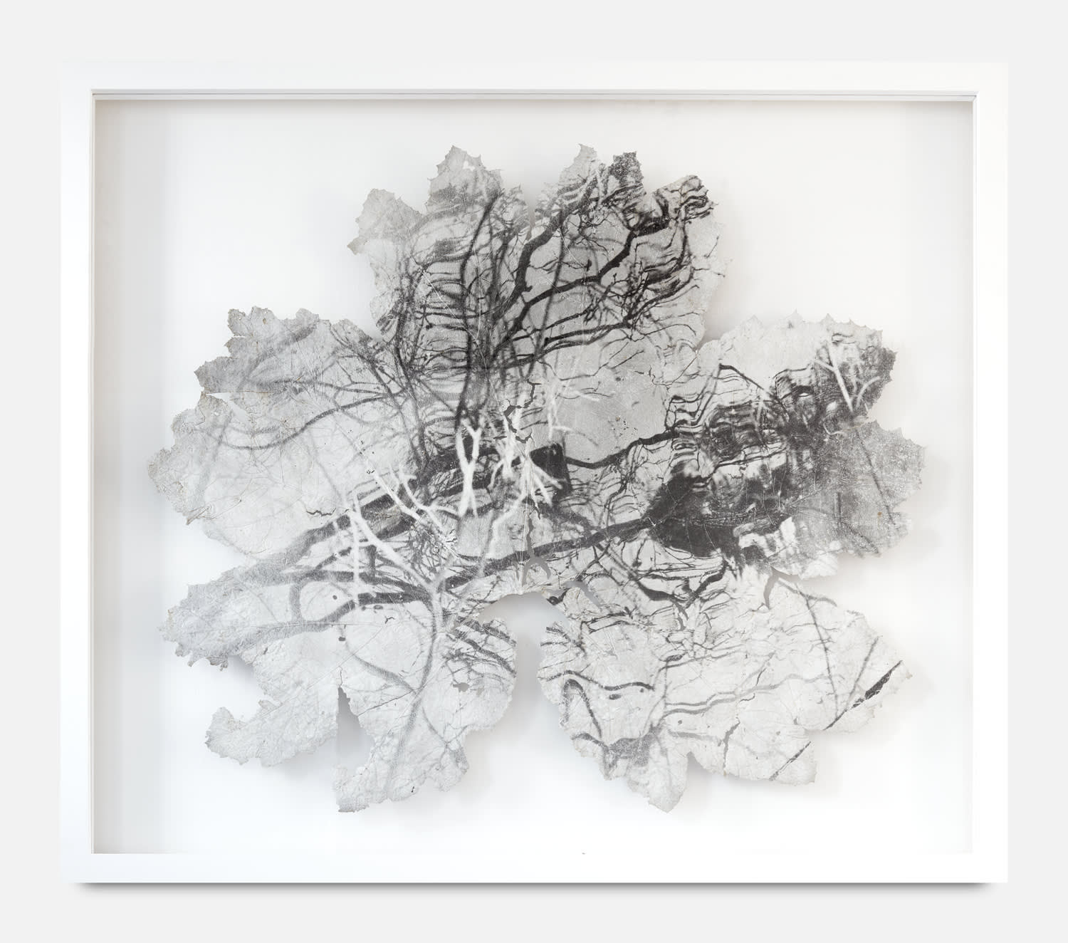 Dominique Lacloche, Leaf II, 2019