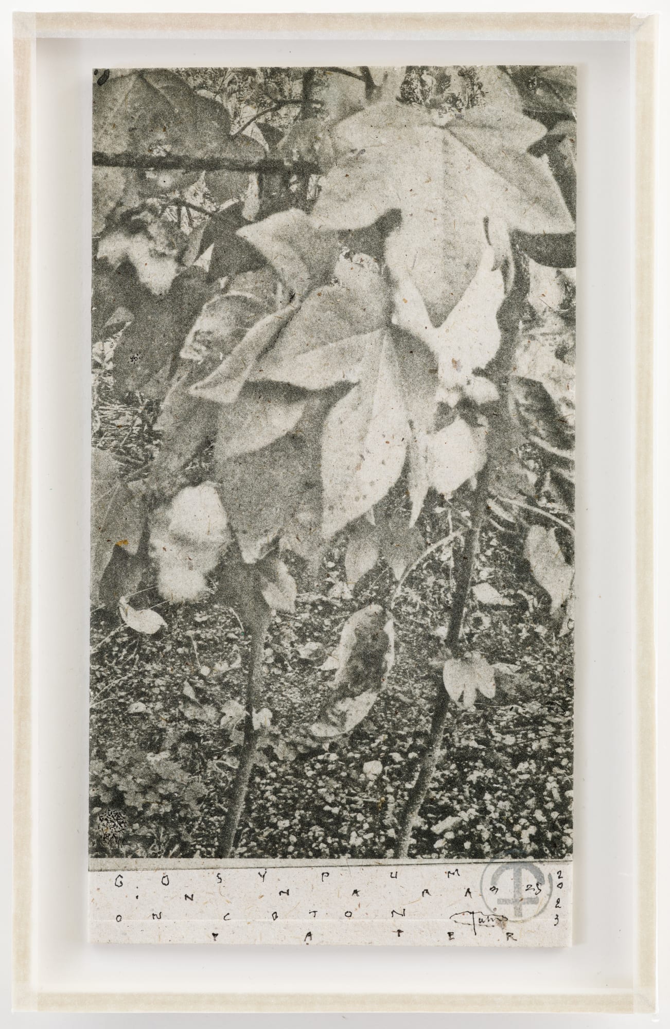 Parme Baratier, Gossypum Spp, 2023