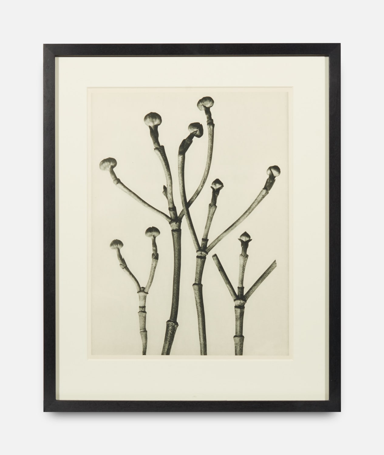 Karl Blossfeldt, Urformen der Kunst (Art Forms in Nature), 1928-1932