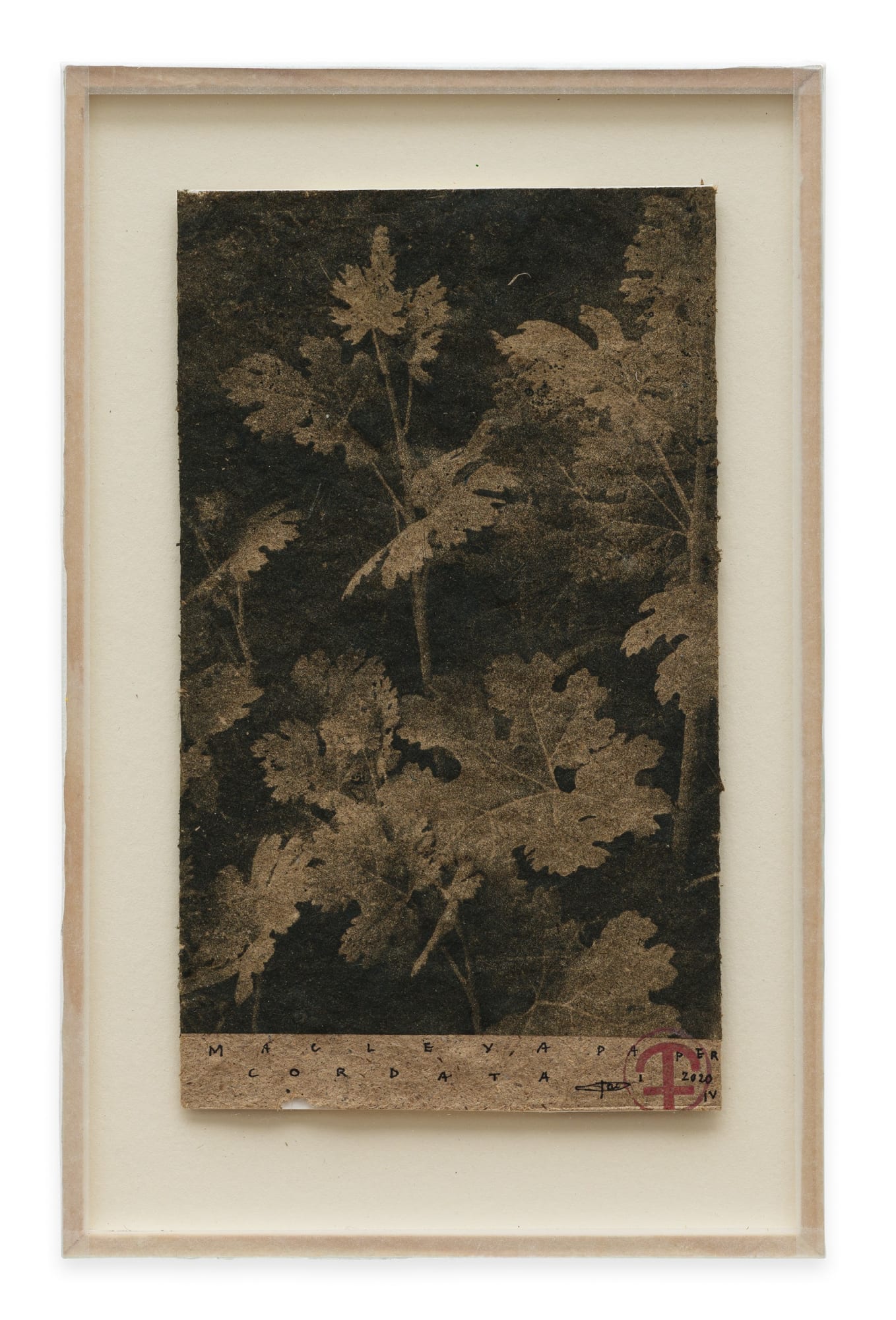 Parme Baratier, Macleya Cordata, 2020