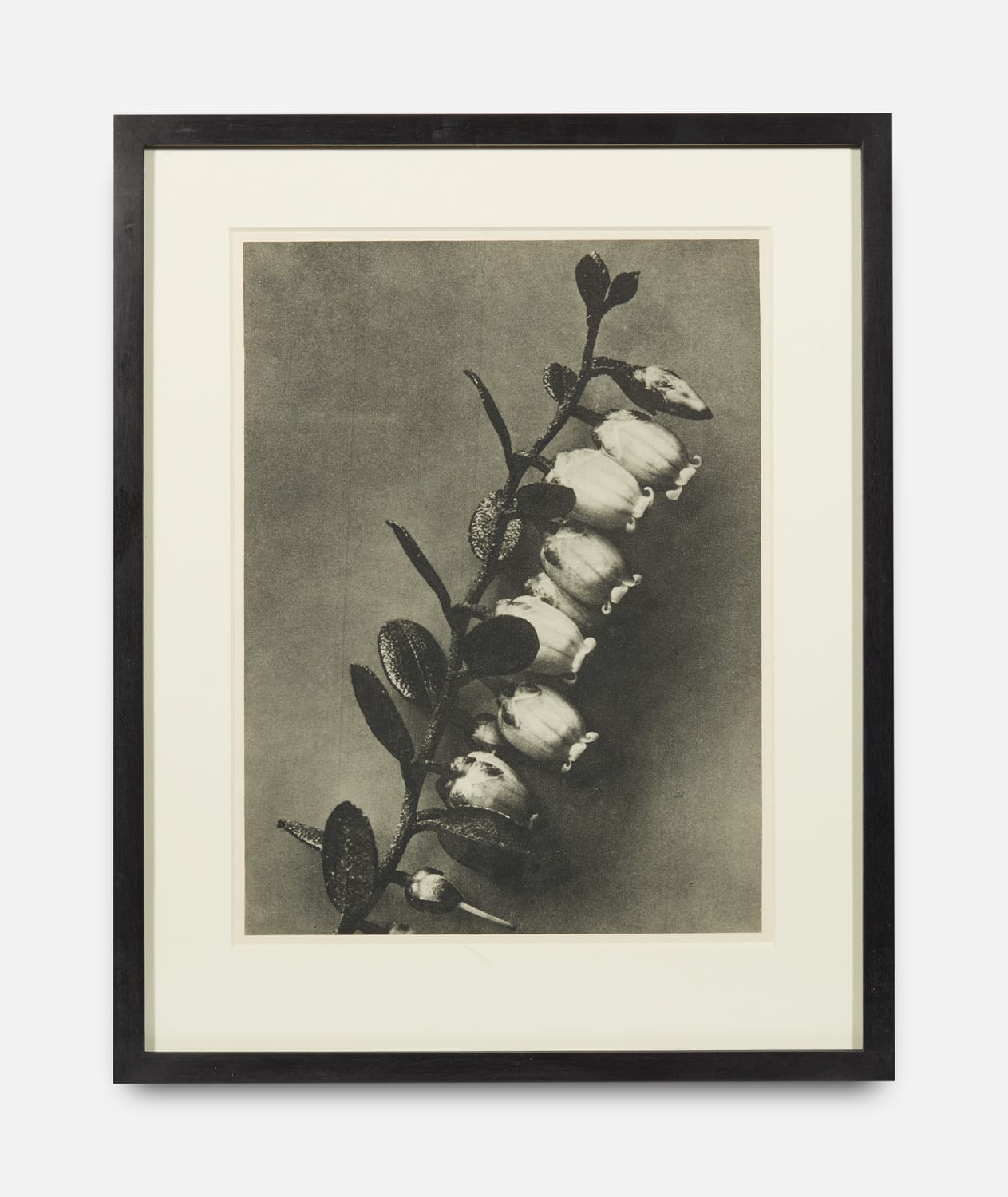 Karl Blossfeldt, Urformen der Kunst (Art Forms in Nature), 1928-1932