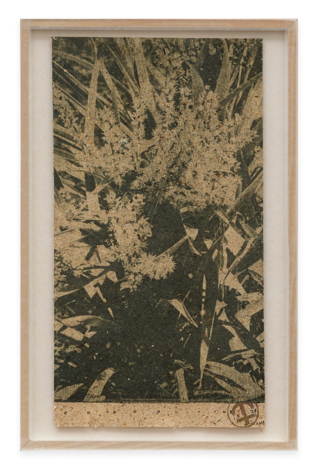 Parme Baratier, Cordyline Flower, 2020