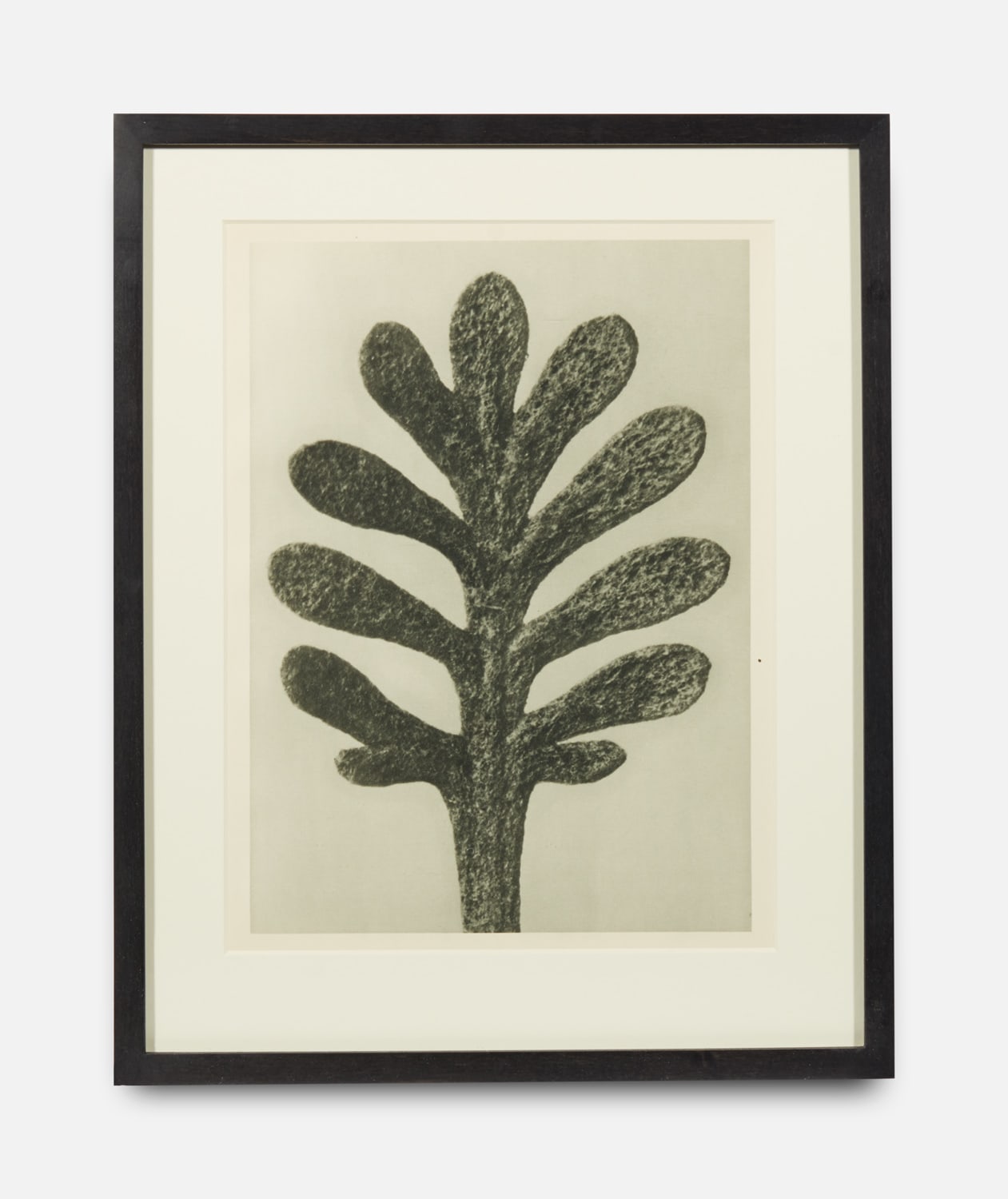 Karl Blossfeldt, Achillea Umbellate, Urformen der Kunst (Art Forms in Nature), 1928-1932