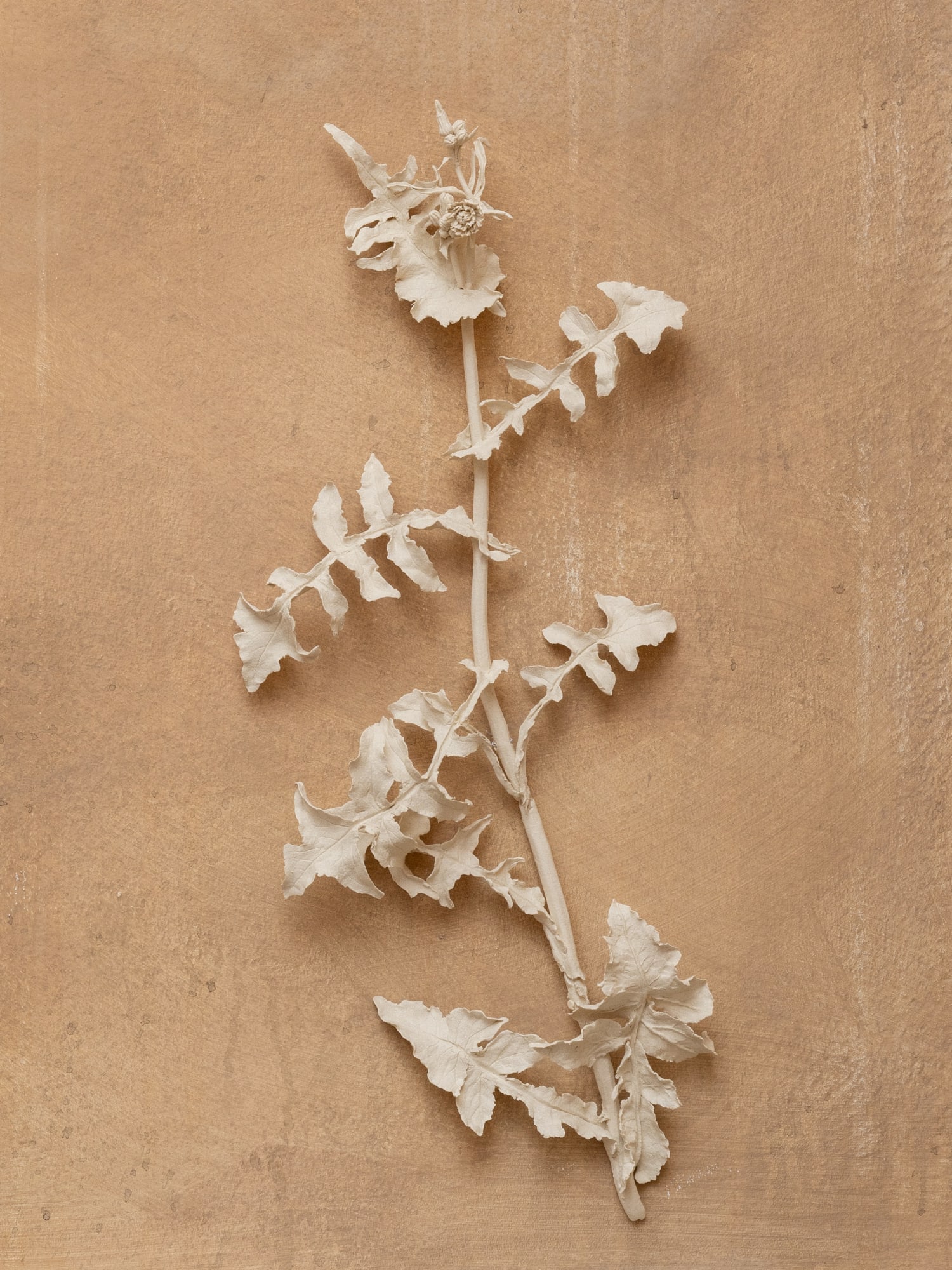 Kaori Tatebayashi, Sow Thistle, 2023