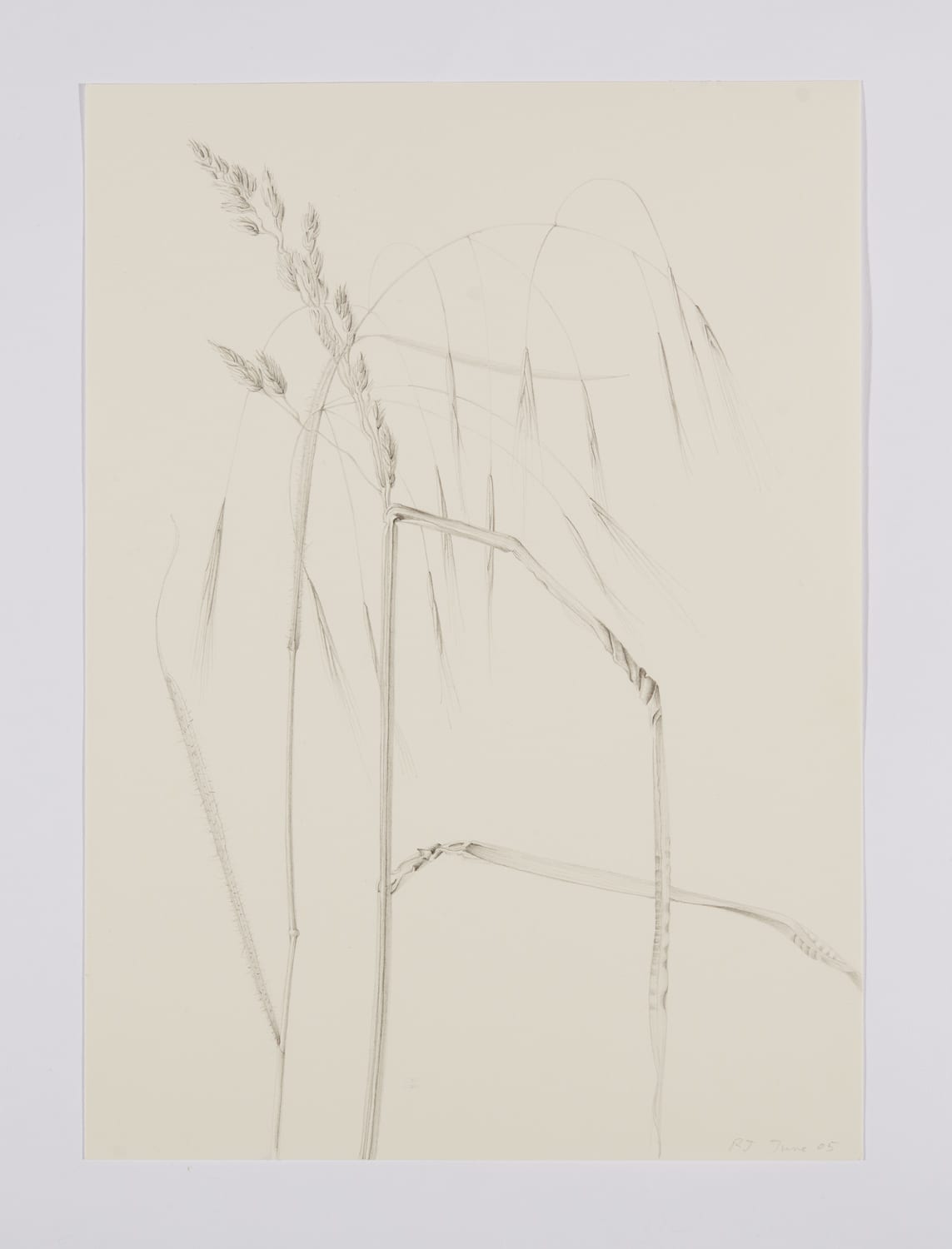 Rebecca John, June Grasses II. Wales, 5-6 June 2005, 2005