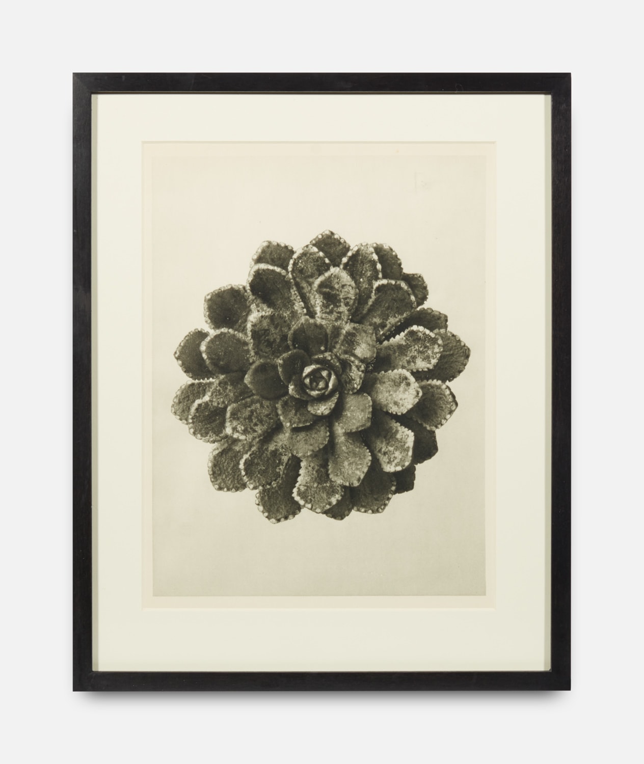 Karl Blossfeldt, Urformen der Kunst (Art Forms in Nature), 1928-1932