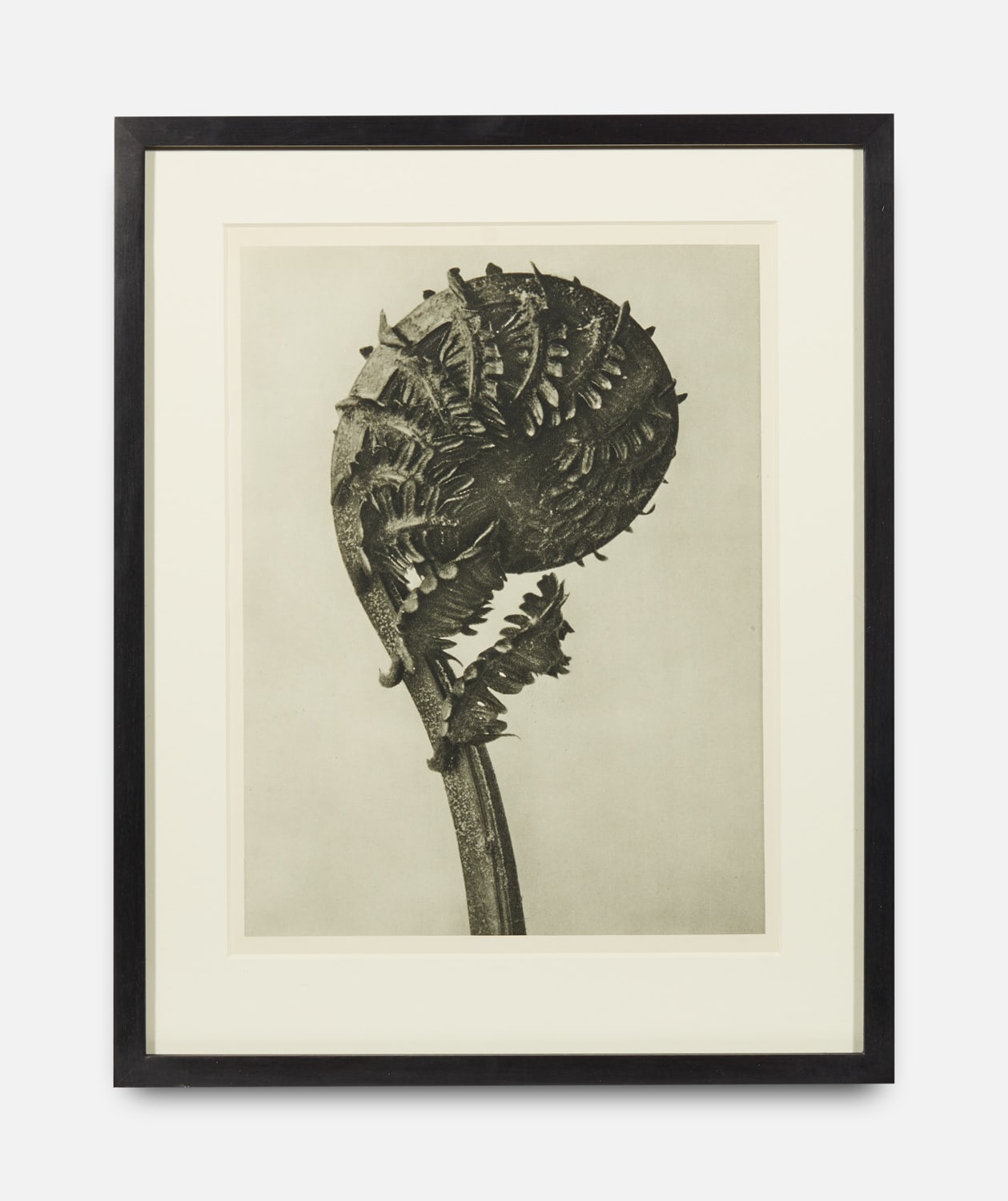 Karl Blossfeldt, Urformen der Kunst (Art Forms in Nature), 1928-1932