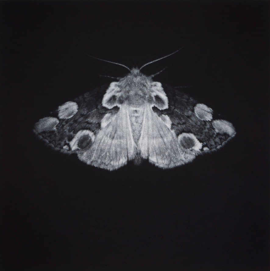 Sarah Gillespie, Peach Blossom, 2024