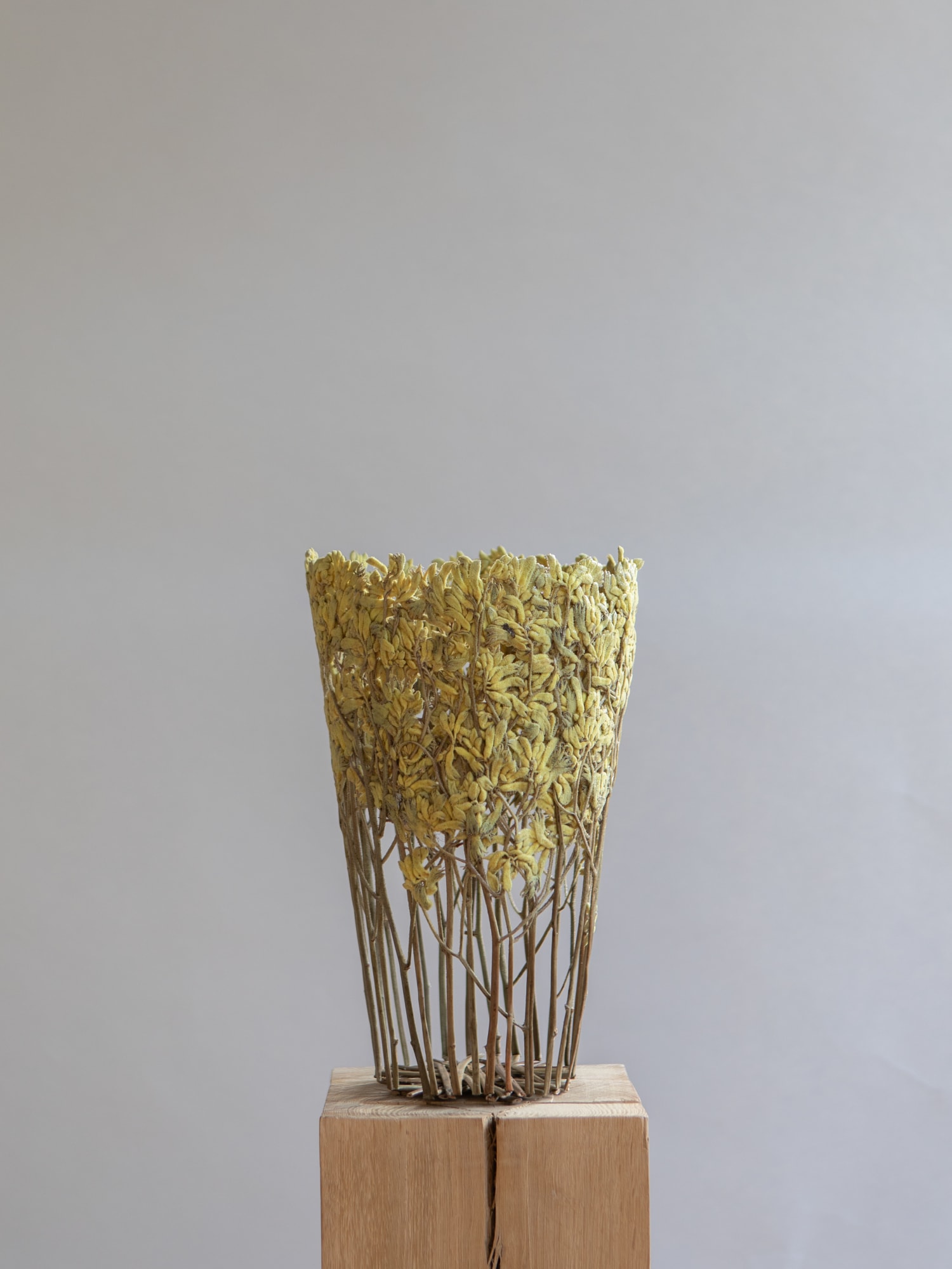 Shannon Clegg, Yellow Kangaroo Paw, 2023