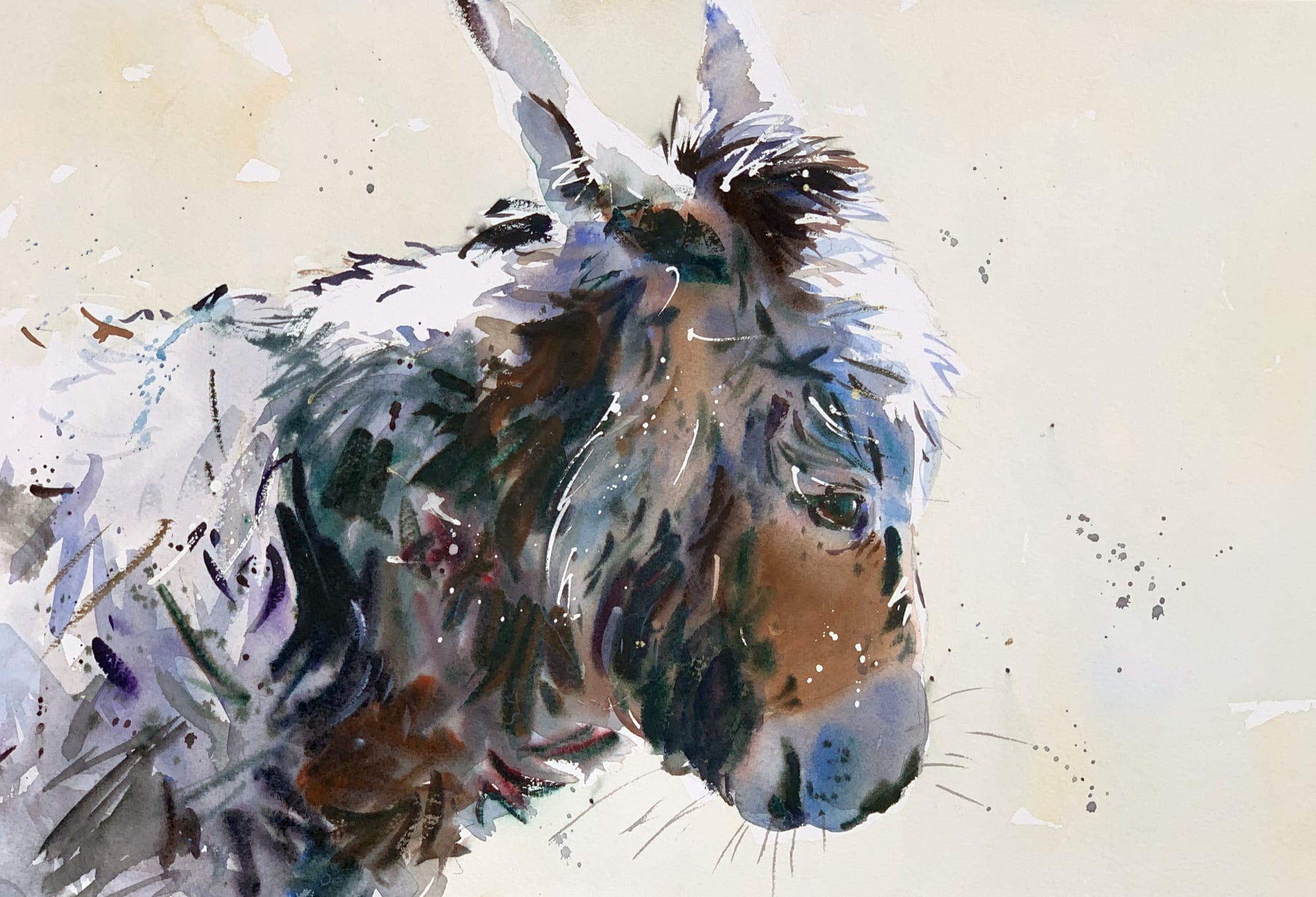 Jake Winkle, DONKEY DAYDREAMER