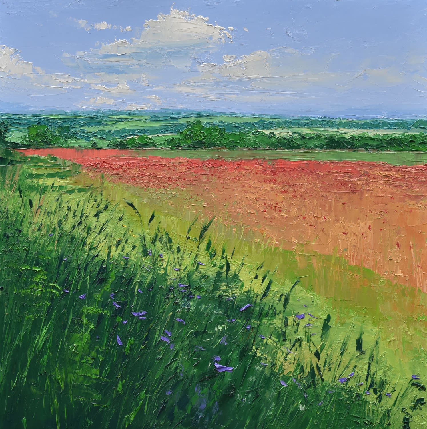 Colin Carruthers, POPPIES IN SUNLIGHT