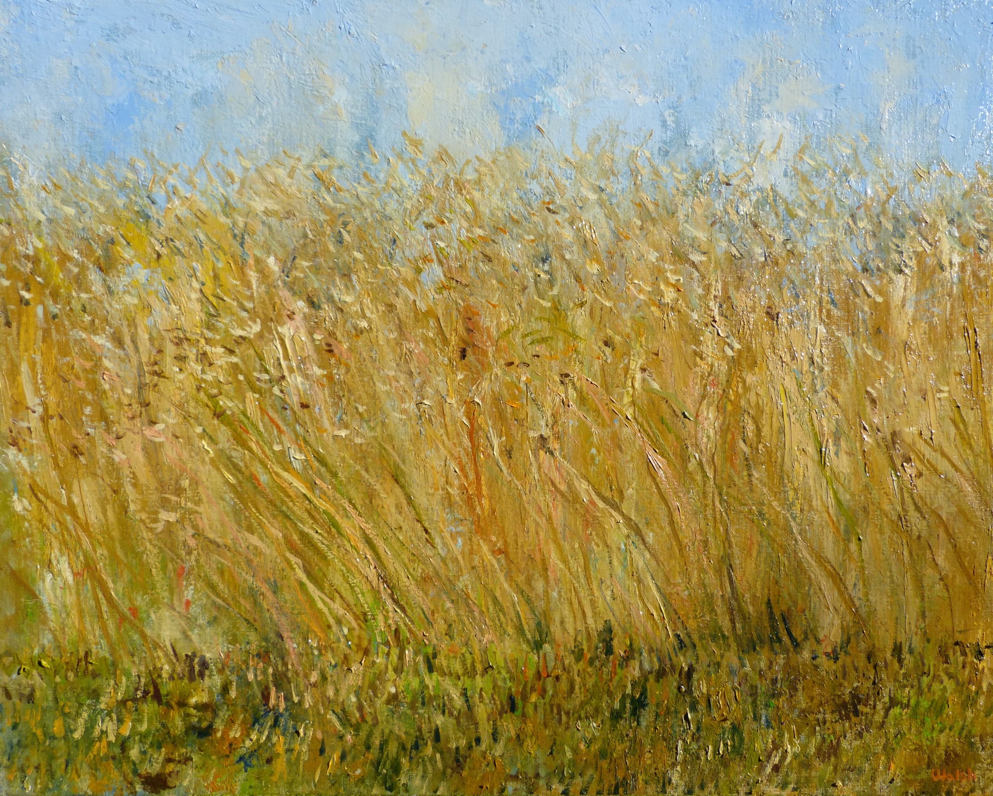 David Walsh, SUMMER WHEATFIELD