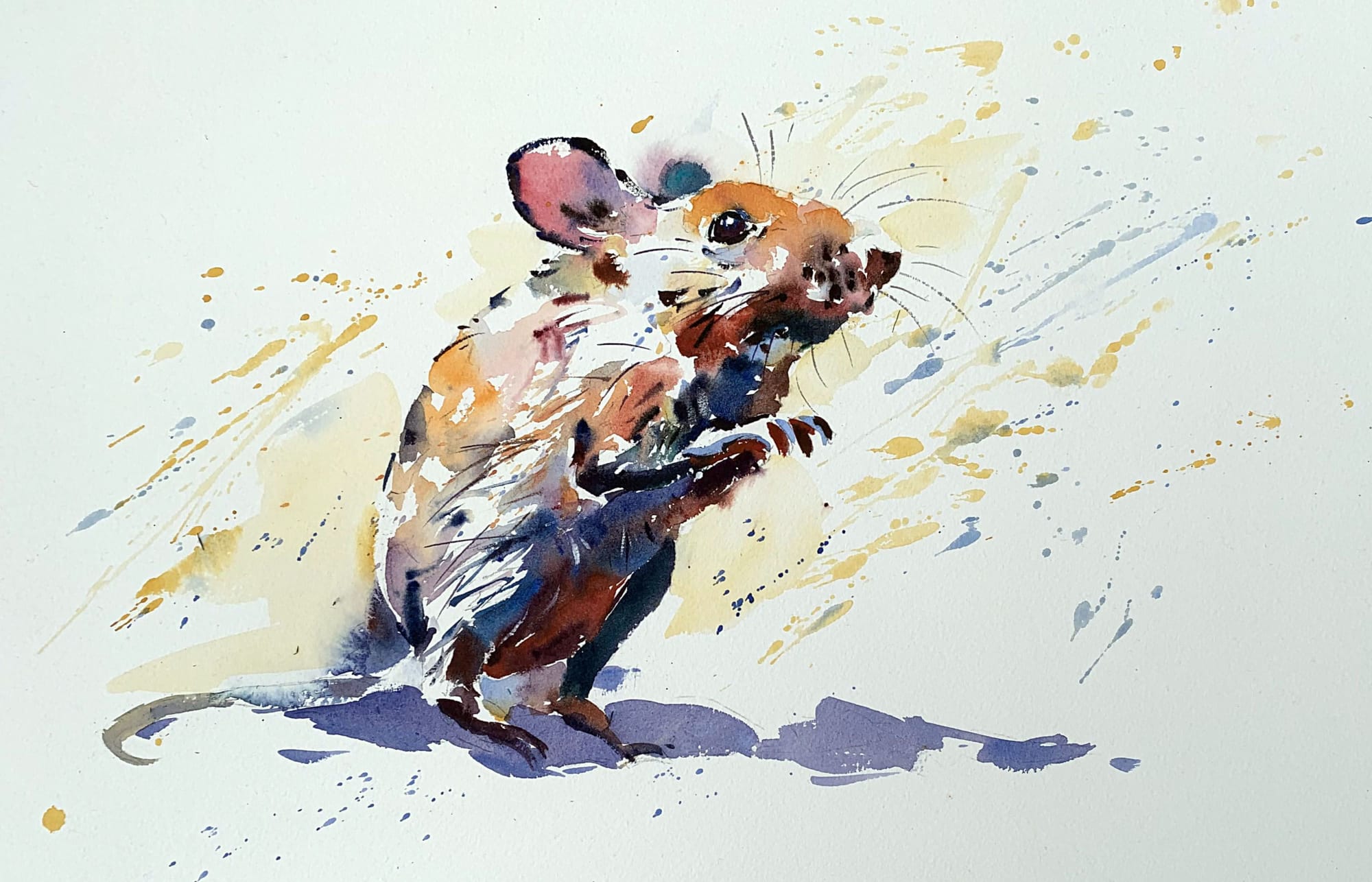 Jake Winkle, DORMOUSE