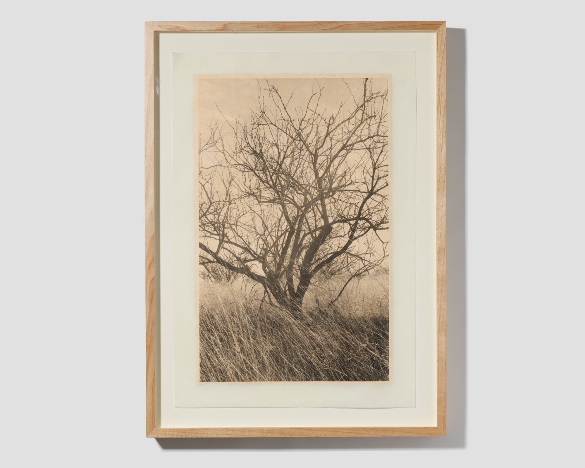 Julia C. Martin, Mesquite, 2019