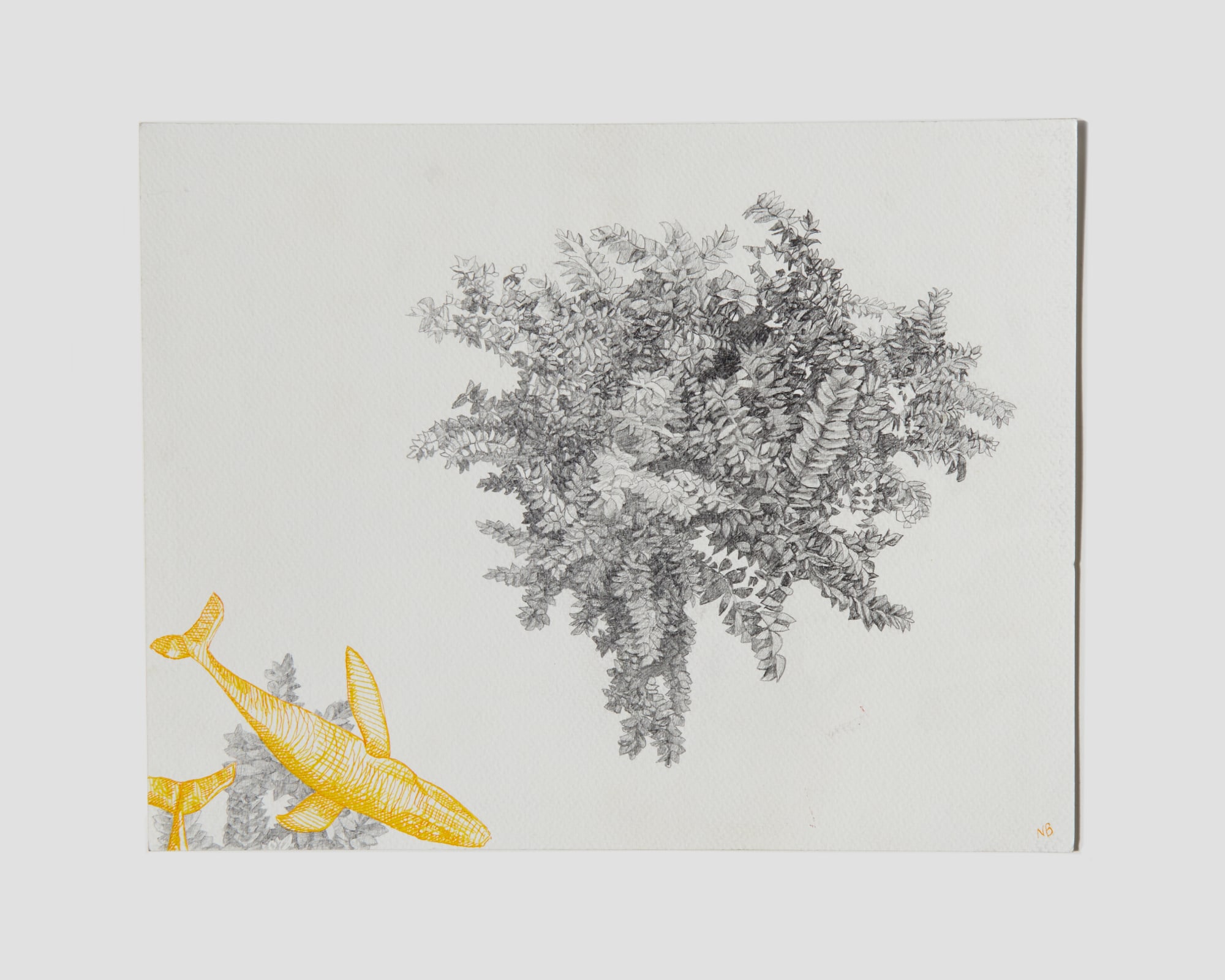 Nathan Budoff, From Above with Sharks, 2020