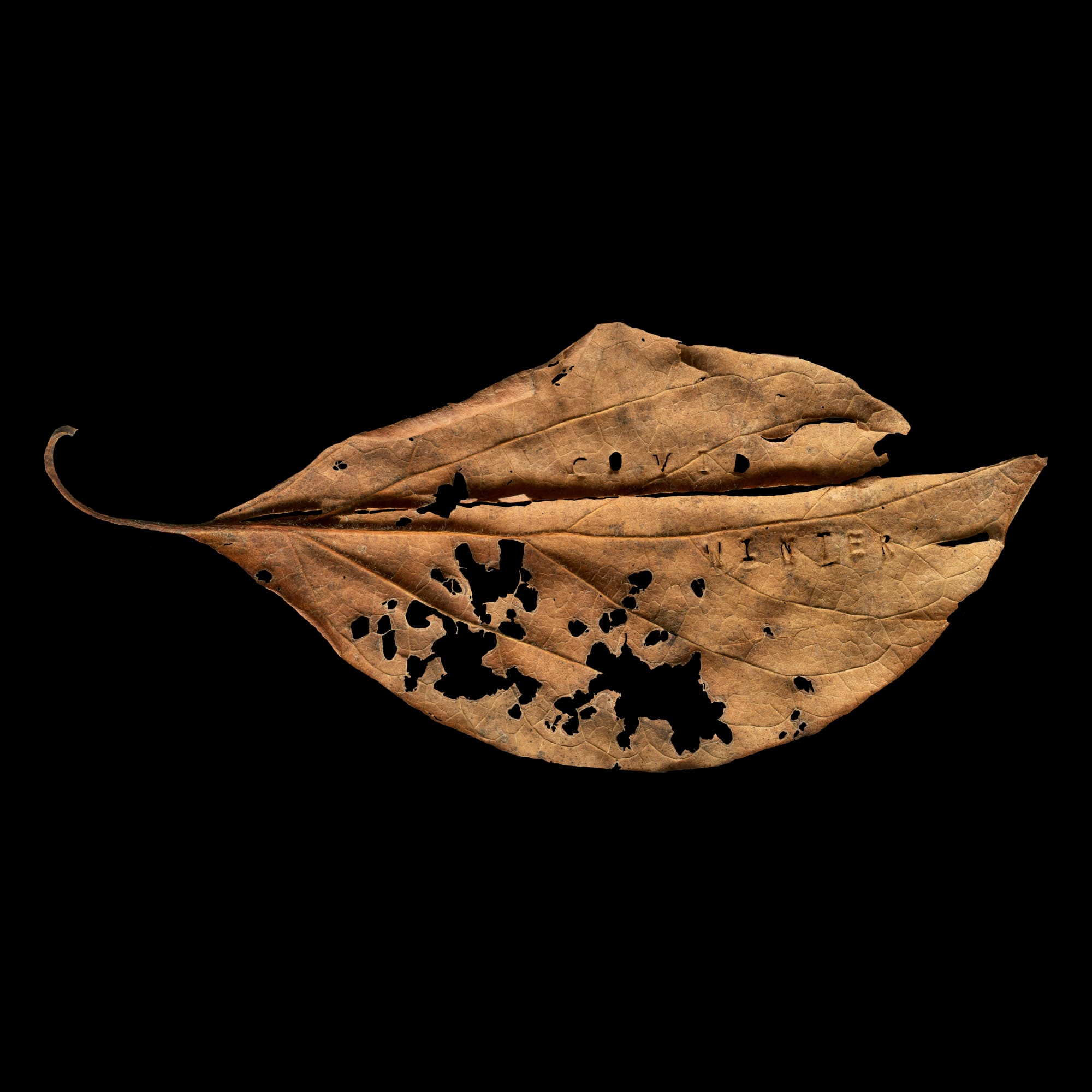 Megan Bent, Covid Winter, 2021