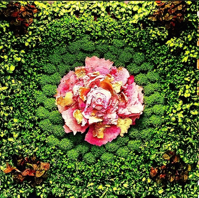 Asso di Fiori 2016 installazione ambientale, in posa cm 200x260x30, piante acqua corrente, 5 elementi in ceramica. Stanza "B", giardino verticale.