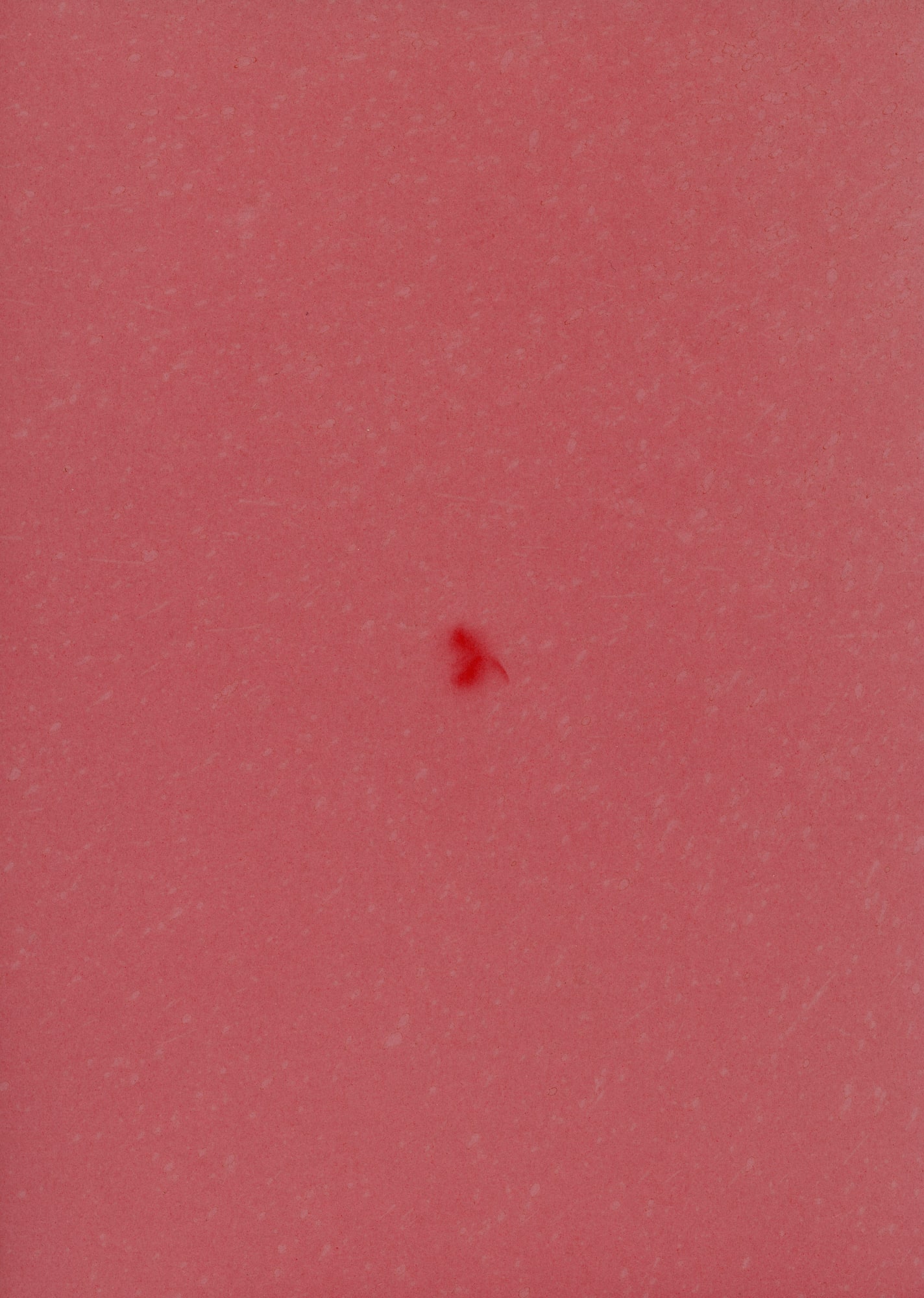 Honeybee, 2020. Unique Photogram