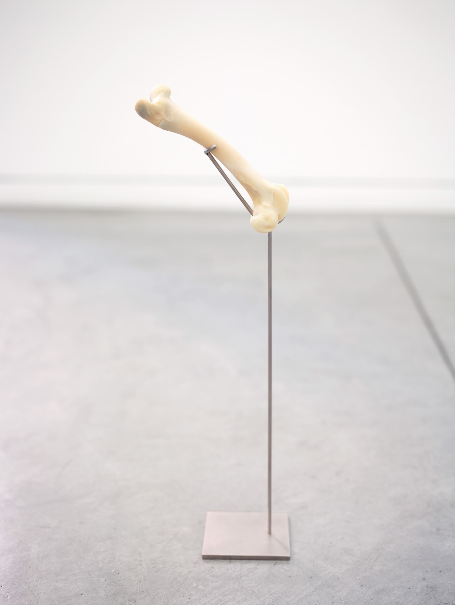 Zarouhie Abdalian Part, 2014 Lamb bone, stainless steel 21 5/8 x 7 1/8 x 4 1/4 in 54.9 x 18.1 x 10.8 cm