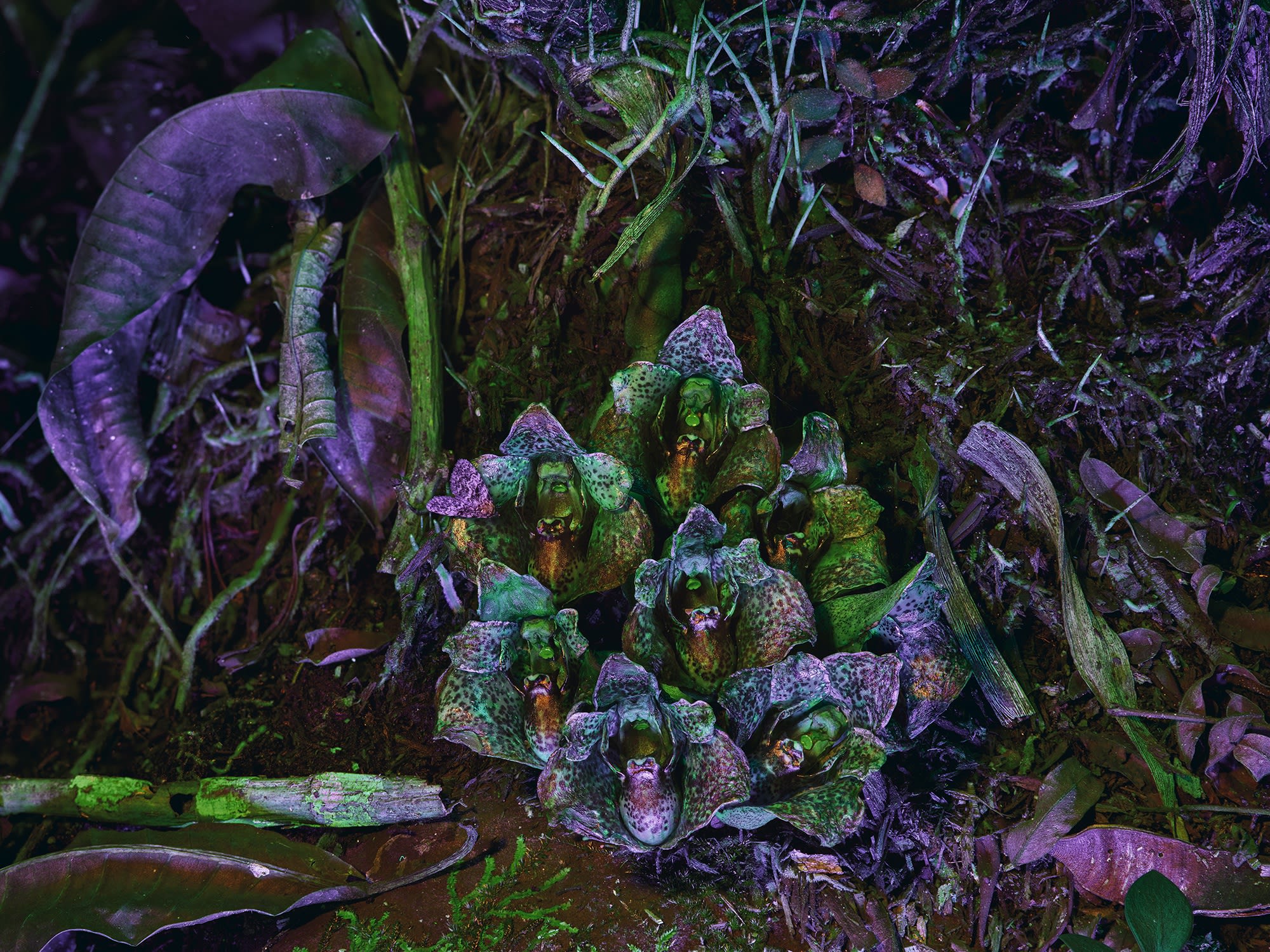 Richard Mosse Acineta superba II, 2019 Digital C-print mounted to Dibond 101.6 x 127 cm 40 x 50 in