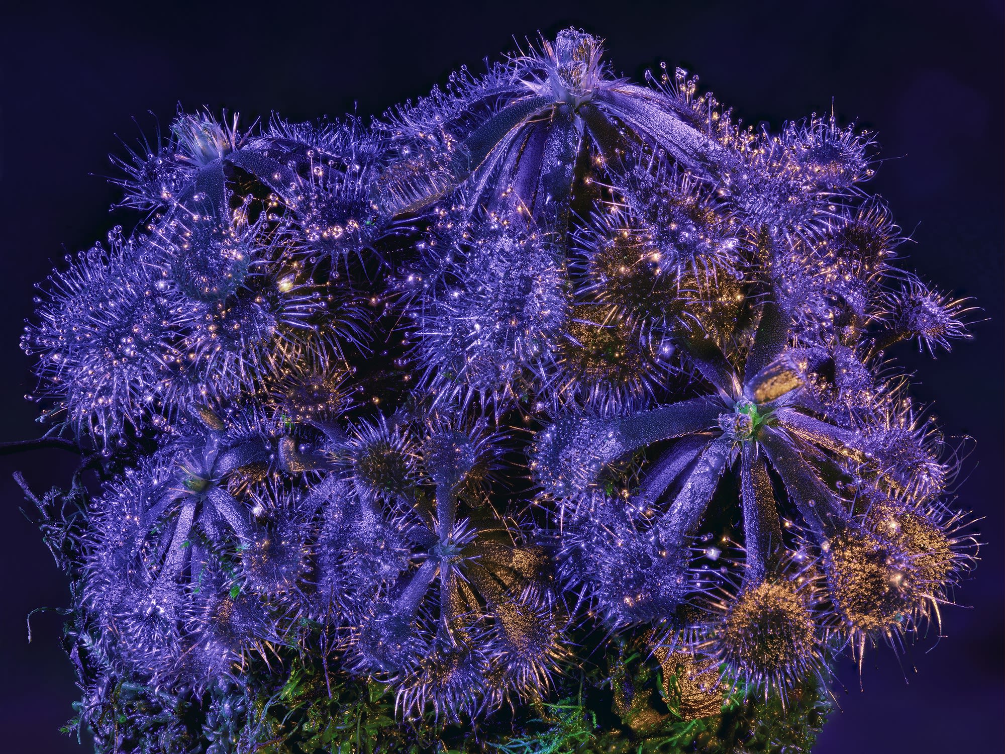 Richard Mosse Drosera tokaiensis, 2019 Digital C-print mounted to Dibond 40 x 50 in 101.6 x 127 cm