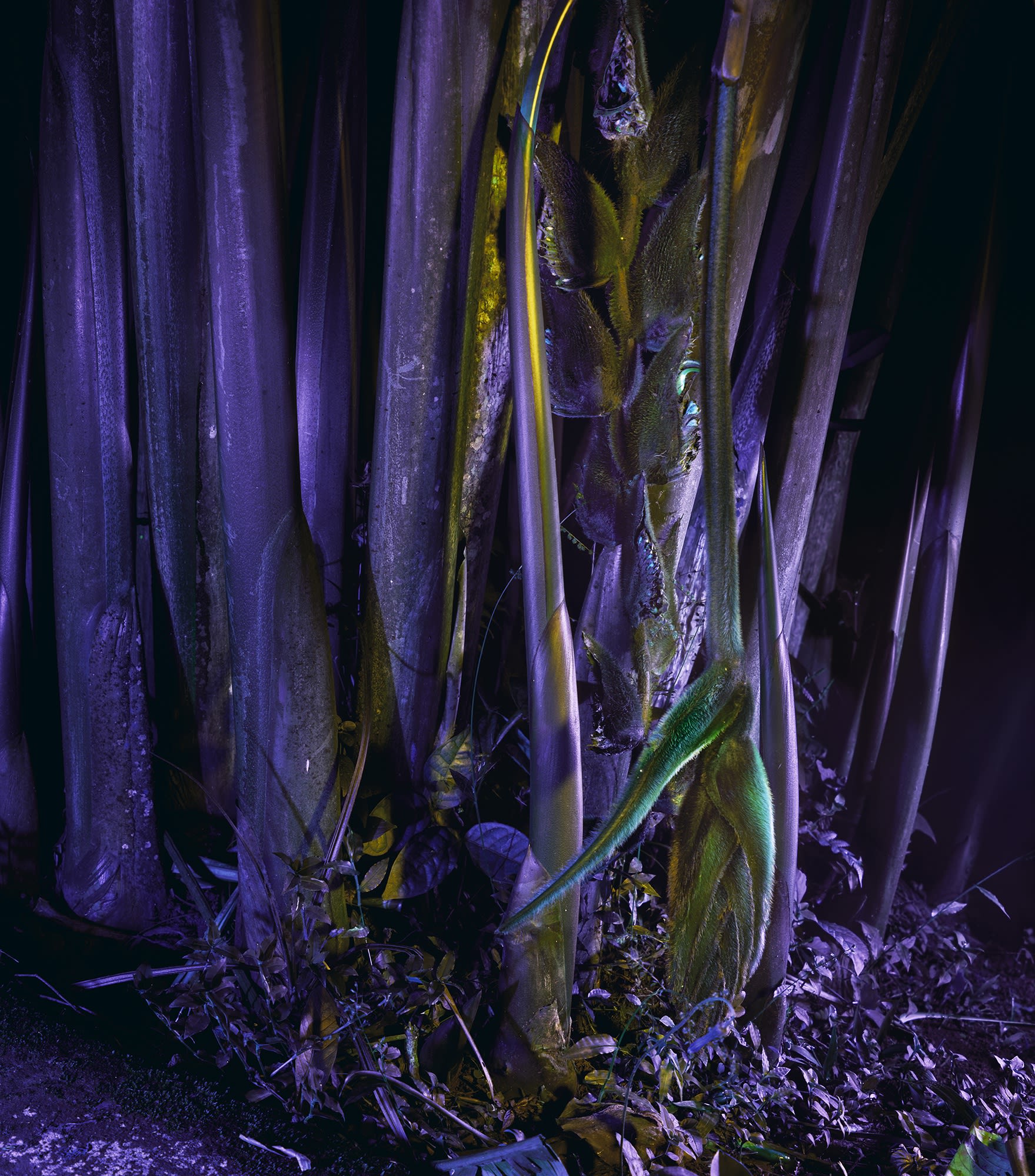 Richard Mosse Heliconia rostrata, 2019 Digital C-print mounted to Dibond 101.6 x 88.9 cm 40 x 35