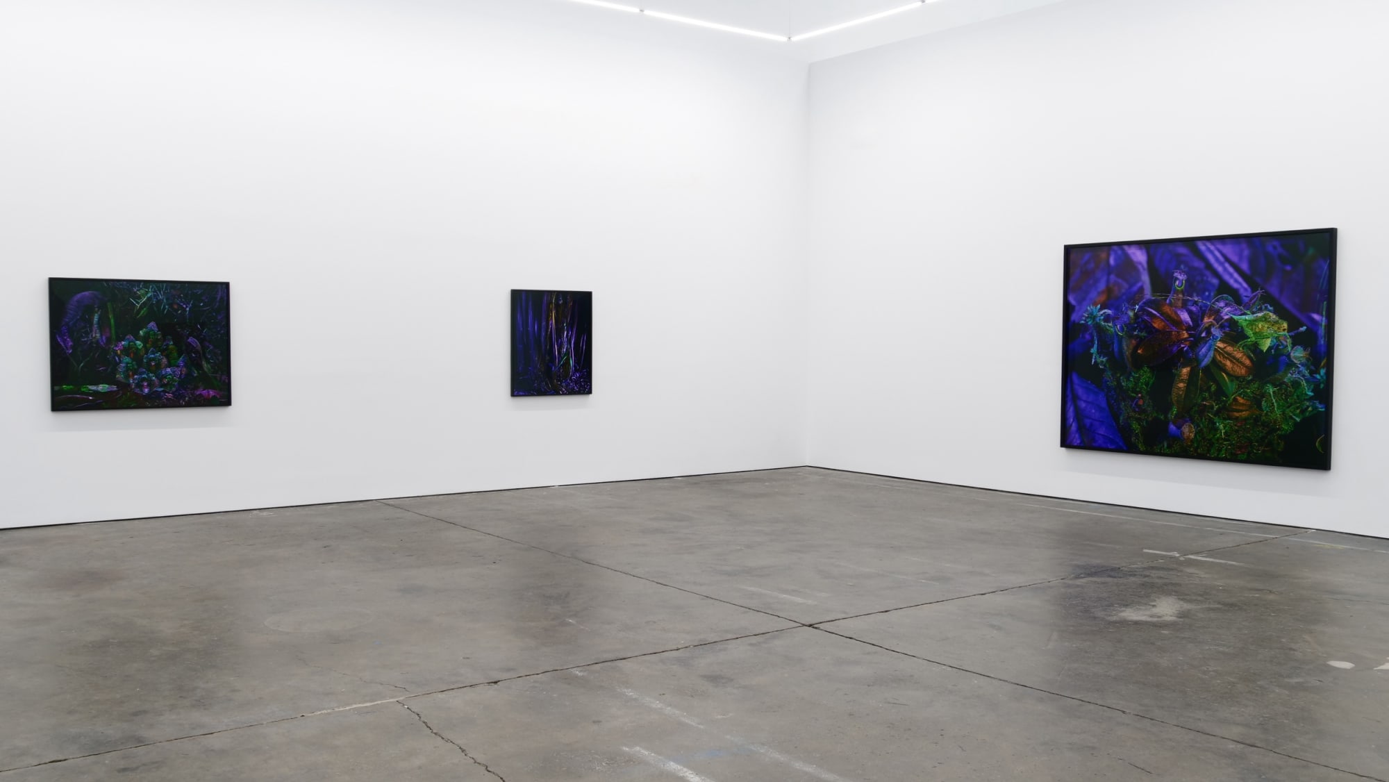 Richard Mosse Ultra, 2019 Installation view