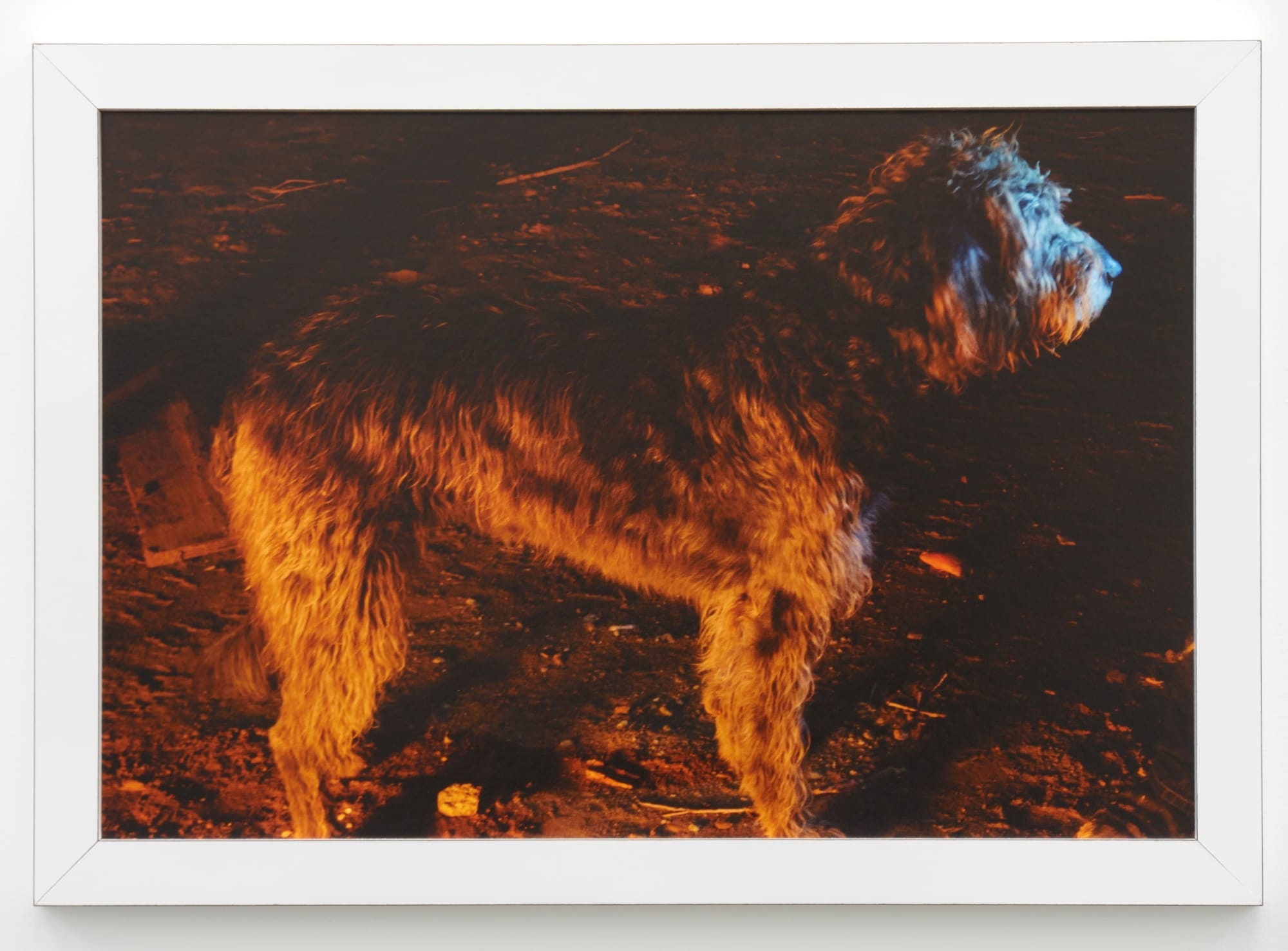 Barak Zemer Orange Blue, 2013 Inkjet print on archival paper with artist made formica frame 26 1/2 x 38 in 67.3 x 96.5 cm