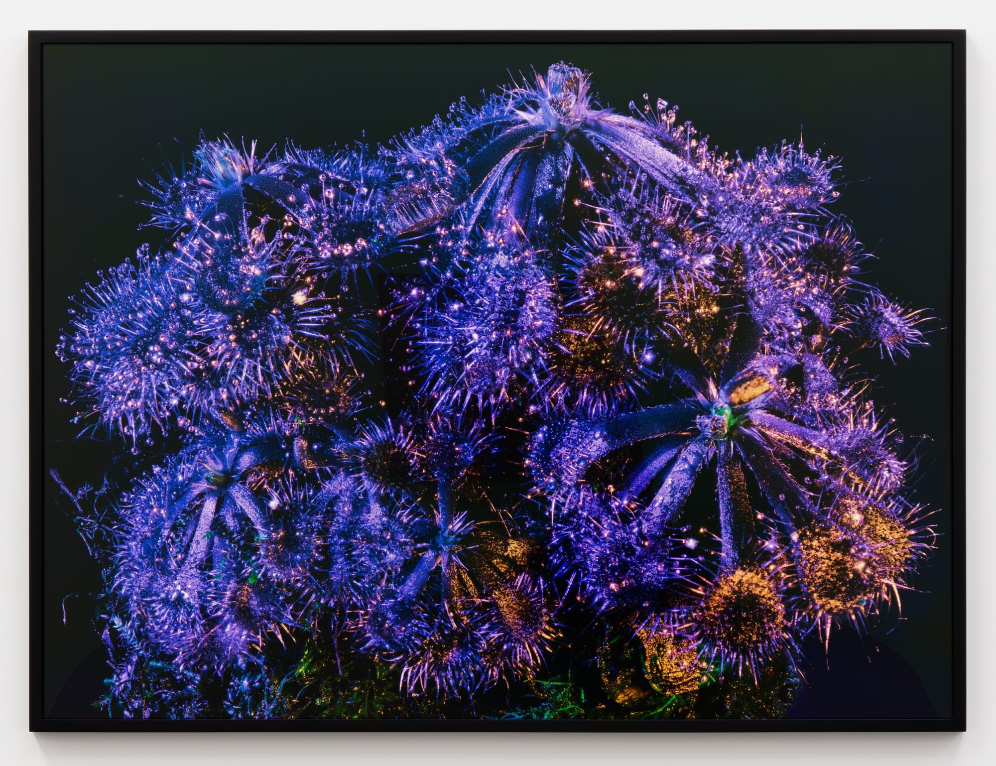 Richard Mosse Drosera tokaiensis, 2019 Digital C-print mounted to Dibond 40 x 50 in 101.6 x 127 cm