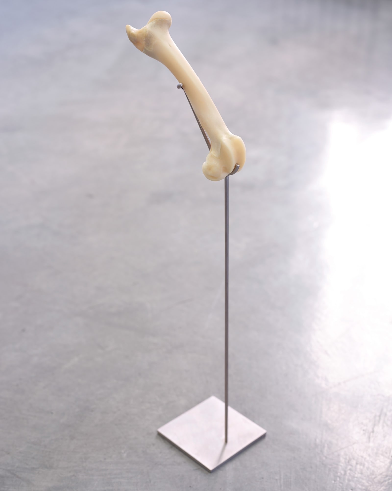 Zarouhie Abdalian Part, 2014 Lamb bone, stainless steel 21 5/8 x 7 1/8 x 4 1/4 in 54.9 x 18.1 x 10.8 cm