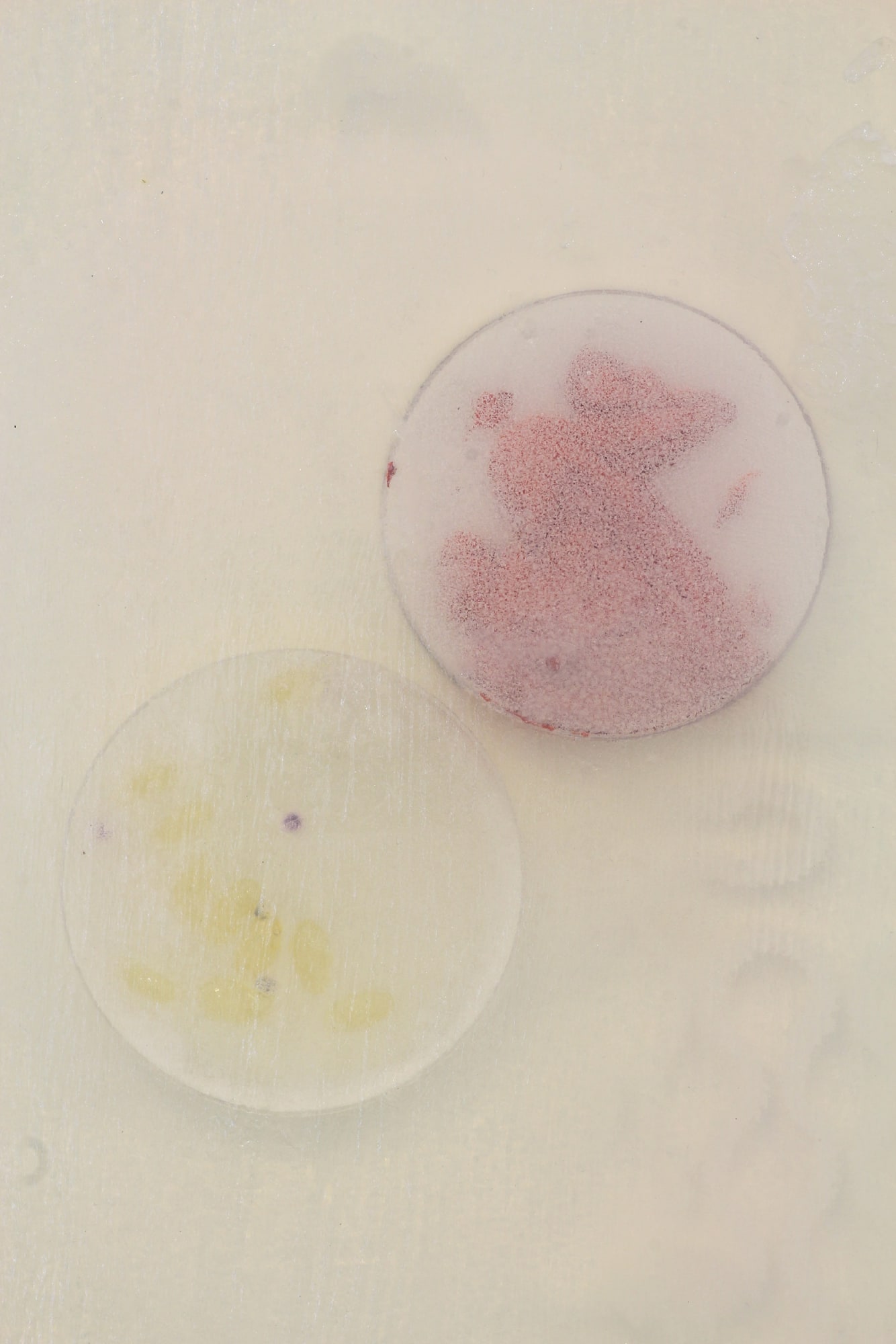 Anicka Yi Prada String Quartet No. 15 3/4 in A Minor, First Movement (detail), 2013 Glycerin soap, sodium silicate, desiccant bead, acrylic paint, acetate, plastic petri dish, Prada moisturizer package, teeth whitener, gum eraser, fish oil capsule, silicone insole, wax, clay, spray paint, aluminum frame 48 x 34 x 1 in 121.92 x 86.36 x 2.54 cm