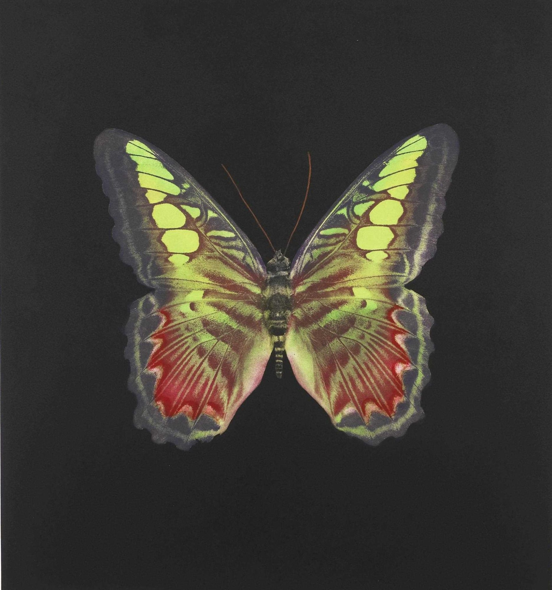 Hirst The souls of Jacobs Ladder print for sale