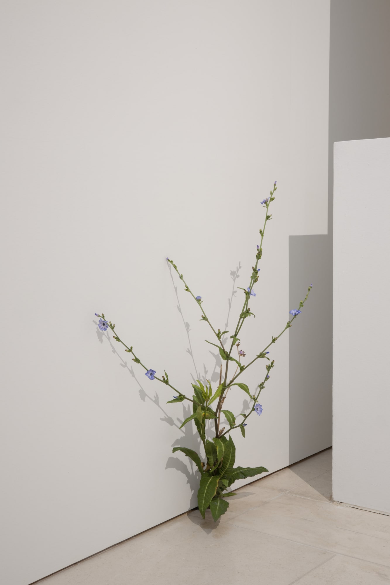 Tony Matelli Installation view "Hyper sensible", Musée d'Arts de Nantes, Nantes, France, 2023