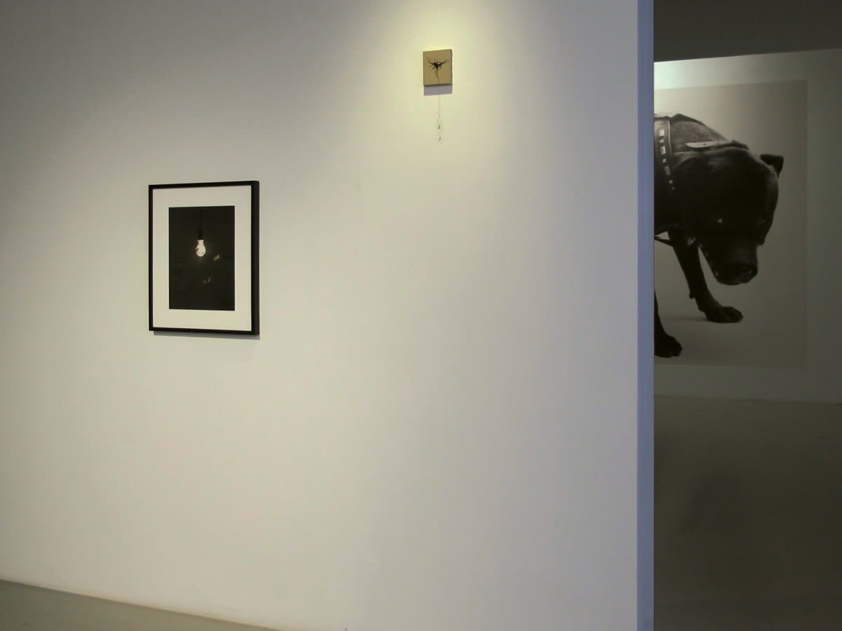 Abigail Lane Installation view "Zoo 1994-2017", Andréhn-Schiptjenko, Stockholm, Sweden, 2017