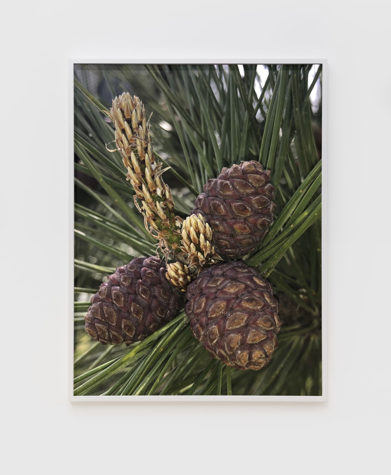 Roe Ethridge Purple Pinecones, 2020 Dye sublimation print on aluminum 32 x 24 in (81.3 x 61 cm) Edition of 5, with 2 APs (Inv# RE20-054.1)