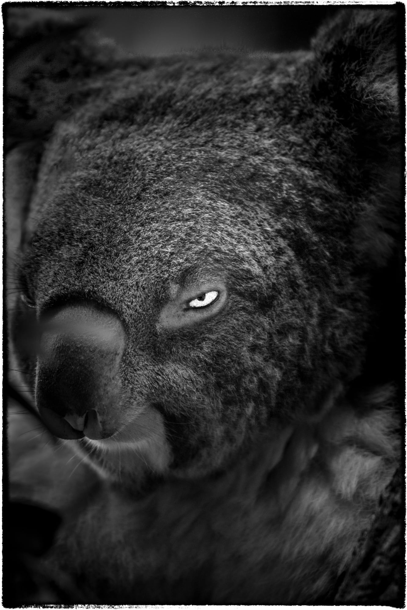 © Yasunori Matsui “Eyes, Koala”