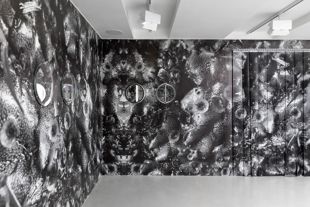 Marchantia Polymorpha: Up Close and Personal