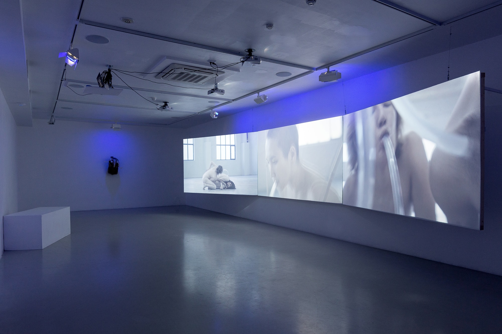 Мотылёк и летучая мышь летят на свет