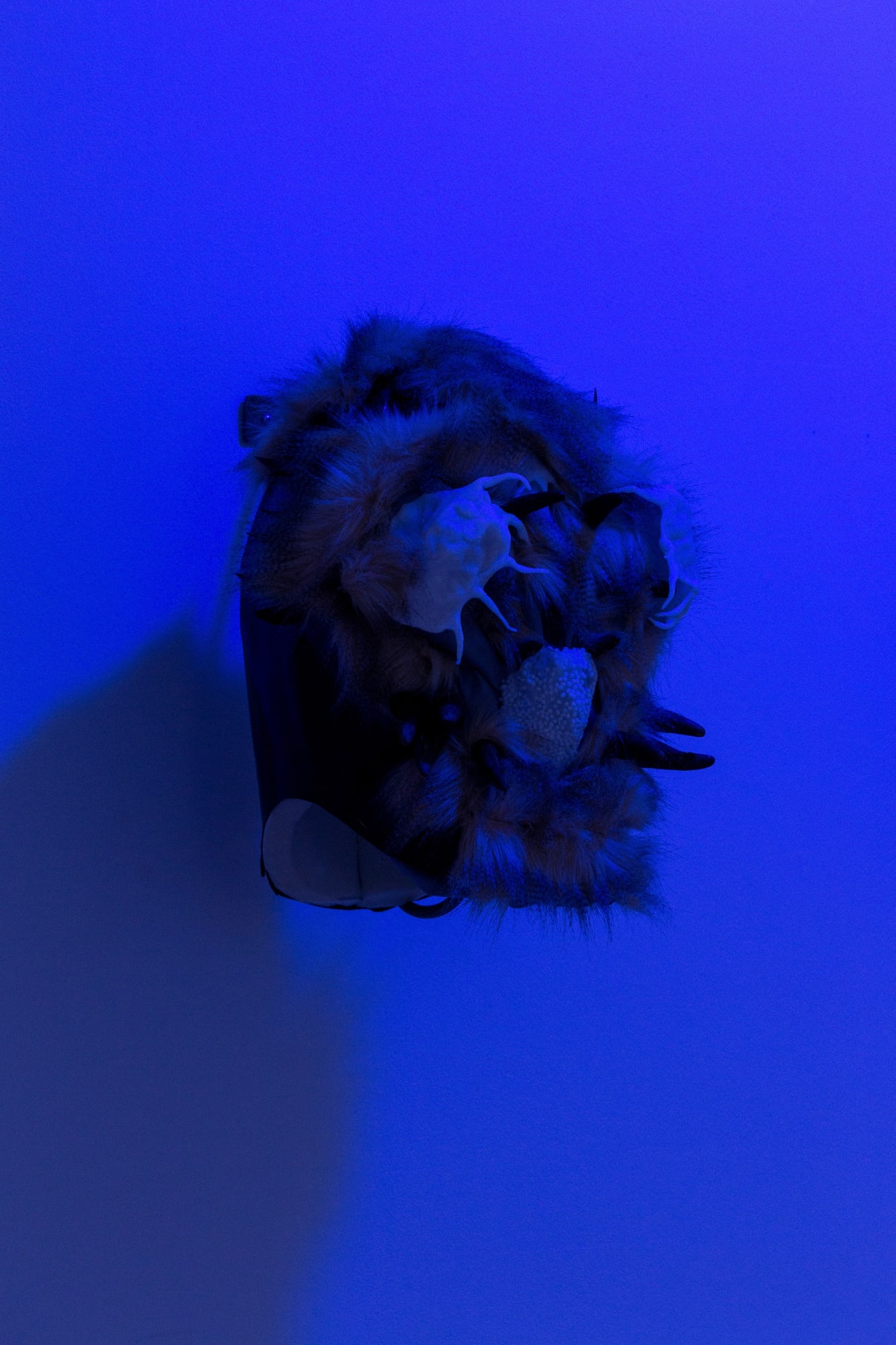 Мотылёк и летучая мышь летят на свет