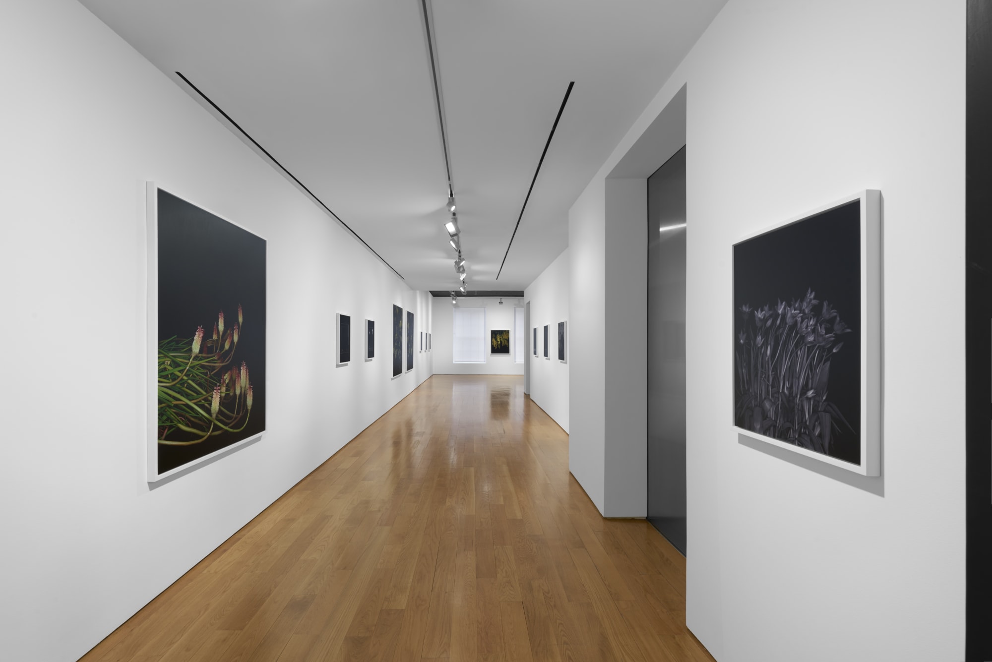 Sarah Jones: Gazing Ball