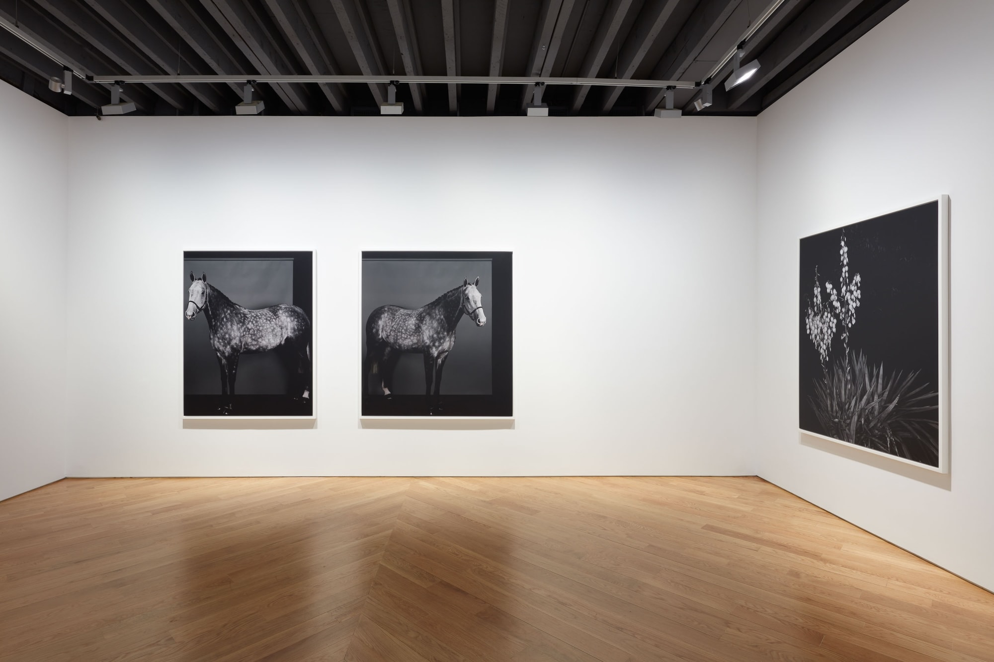 Installation view of Sarah Jones solo show. Two works shown.