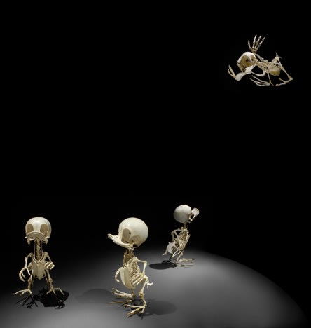 LEE HYUNGKOO, ANAS ANIMATUS, L, H, D, 2006