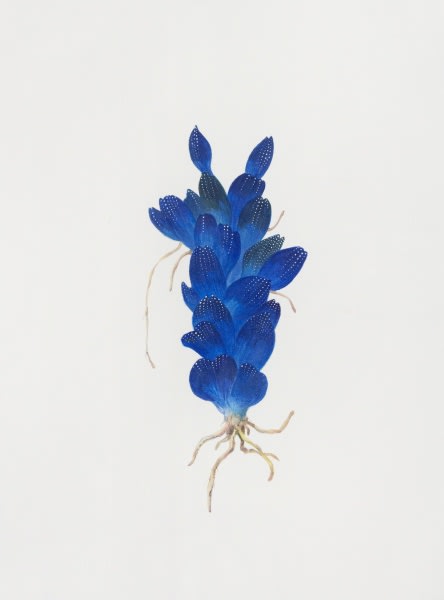Ruby Unkyung HUR: Botanimal Garden