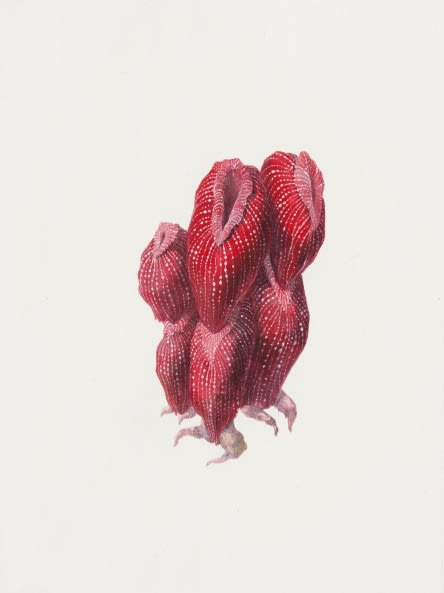 Ruby Unkyung HUR: Botanimal Garden