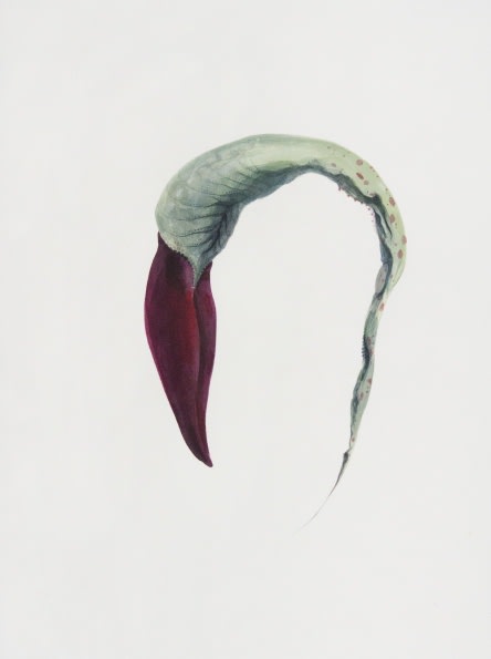 Ruby Unkyung HUR: Botanimal Garden