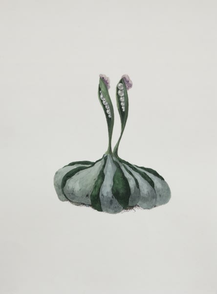 Ruby Unkyung HUR: Botanimal Garden